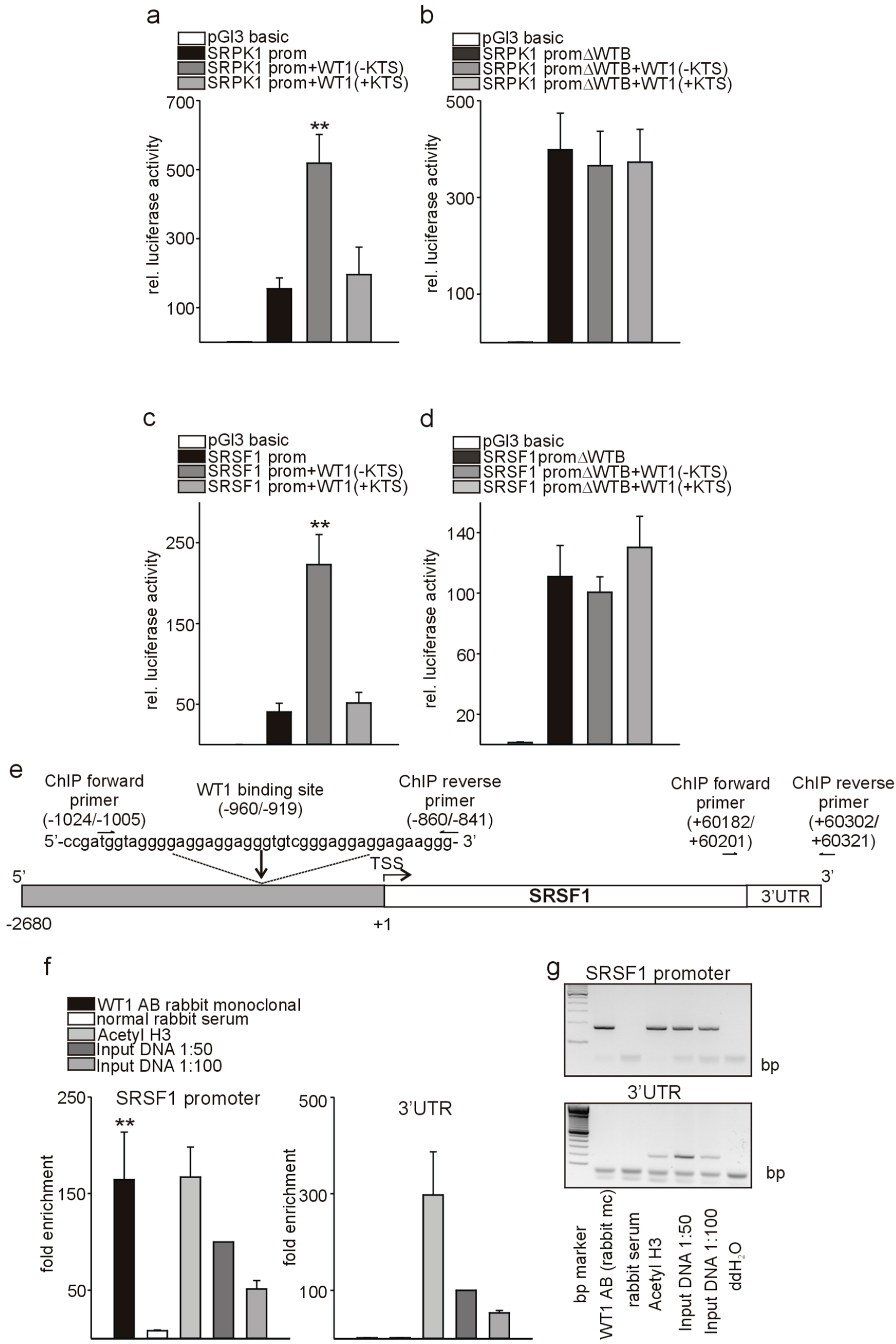 Cells 08 00041 g006 Cells 08 00041 g006