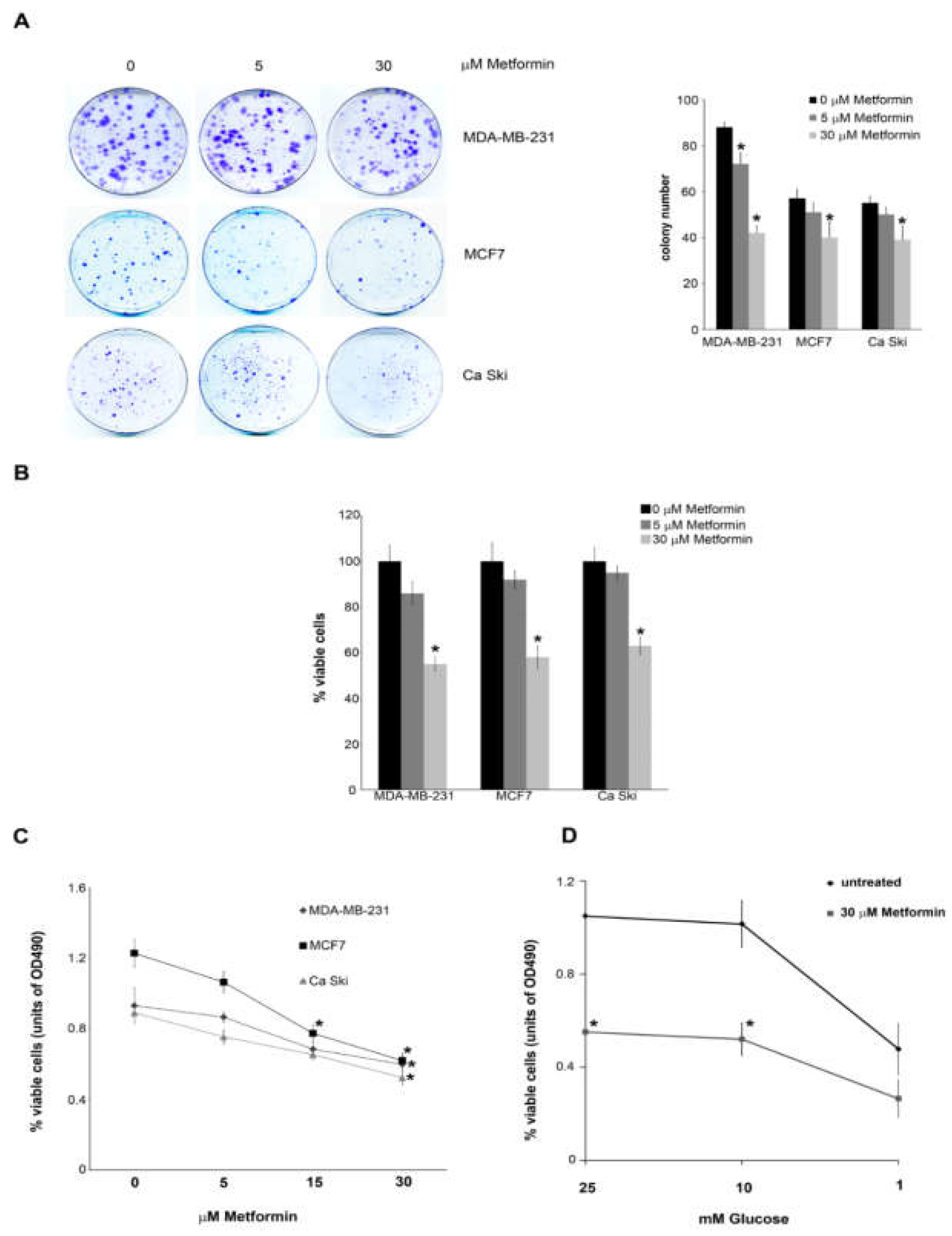 Metformin Impairs Glutamine Metabolism and Autophagy in