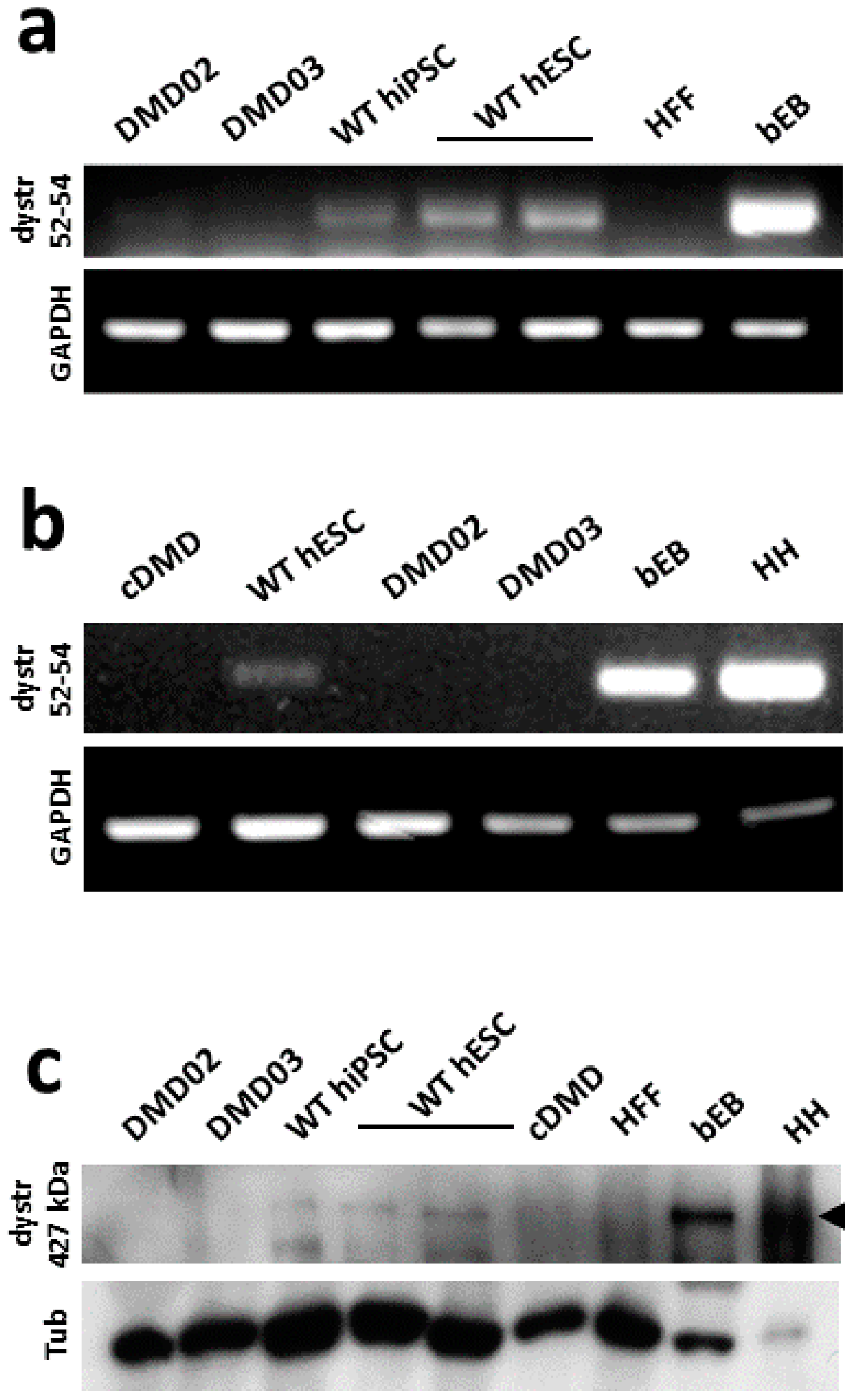 Cells 08 00053 g002 Cells 08 00053 g002