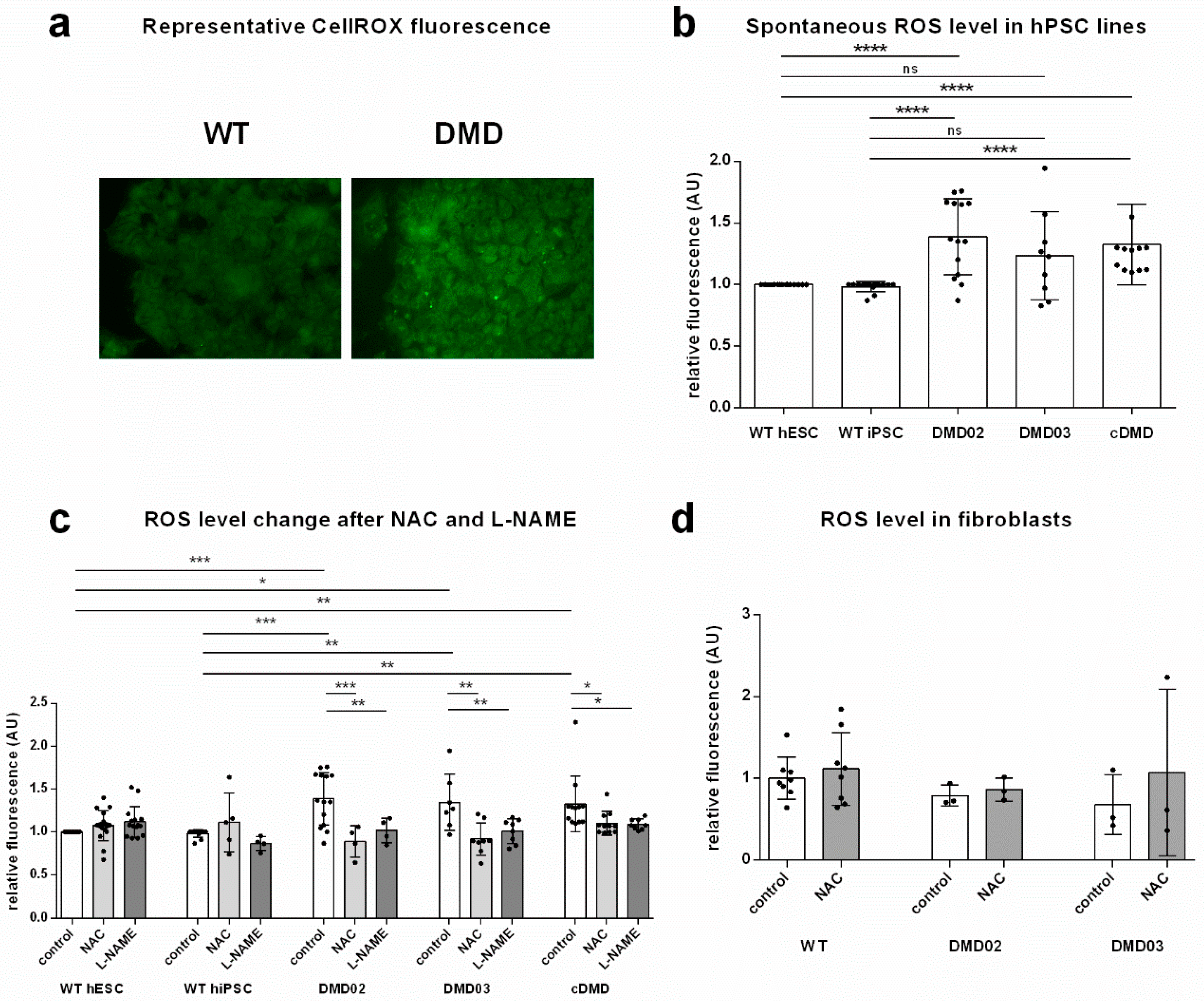 Cells 08 00053 g003 Cells 08 00053 g003