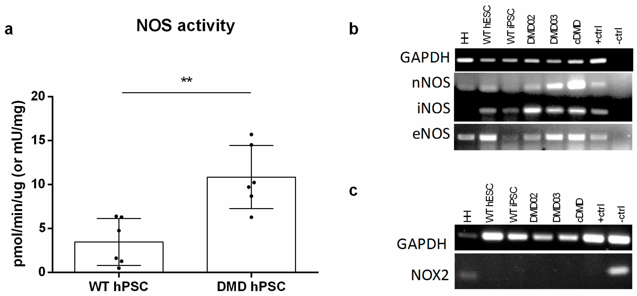 Cells 08 00053 g004 Cells 08 00053 g004