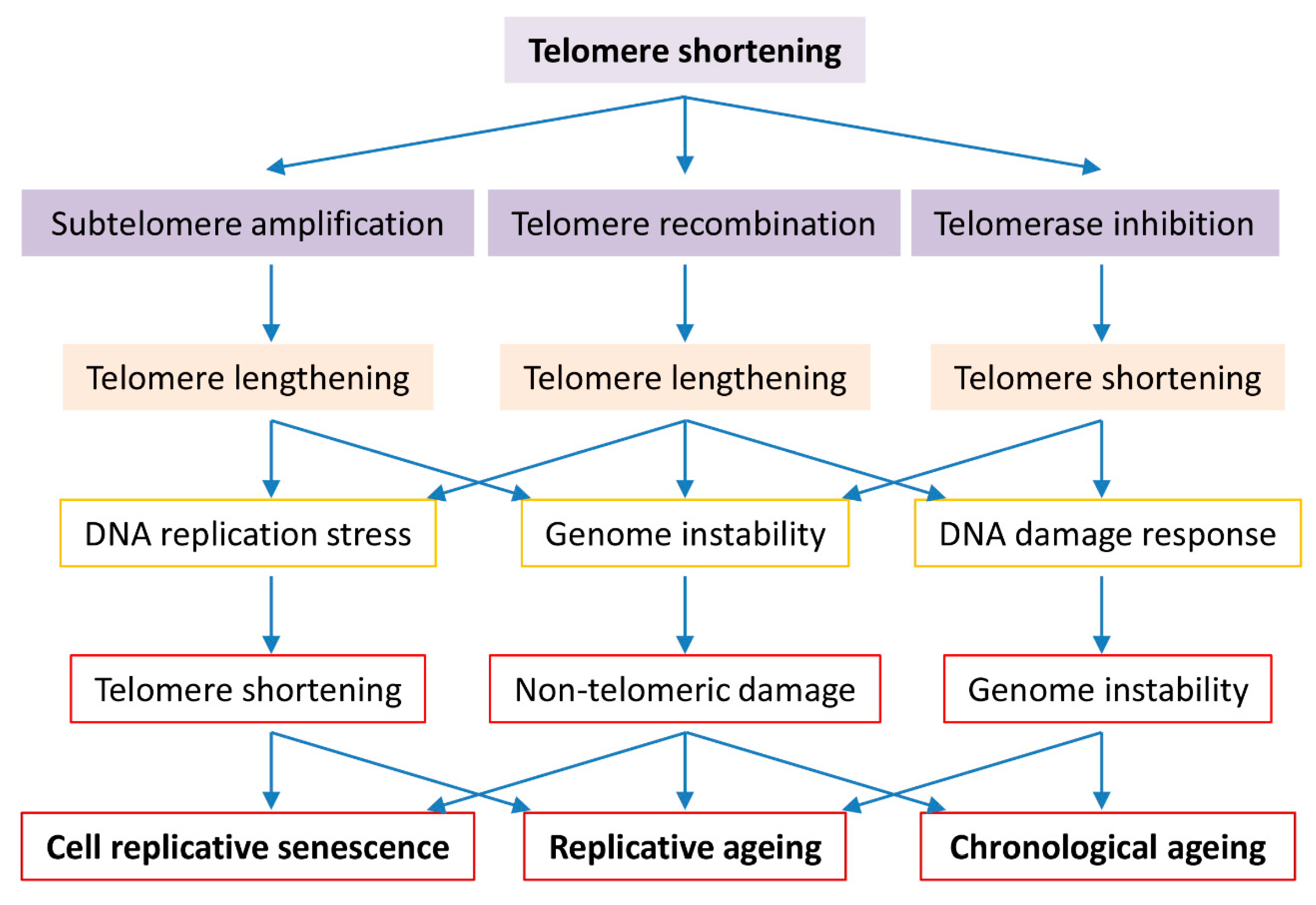 Roles of Telomere Biology in Cell Senescence ... Biology Diagrams