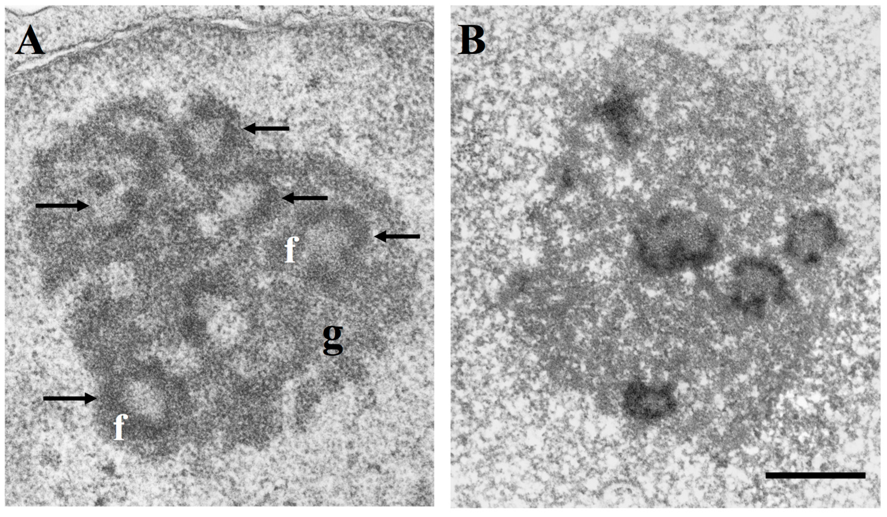 Cells 08 00055 g001 Cells 08 00055 g001