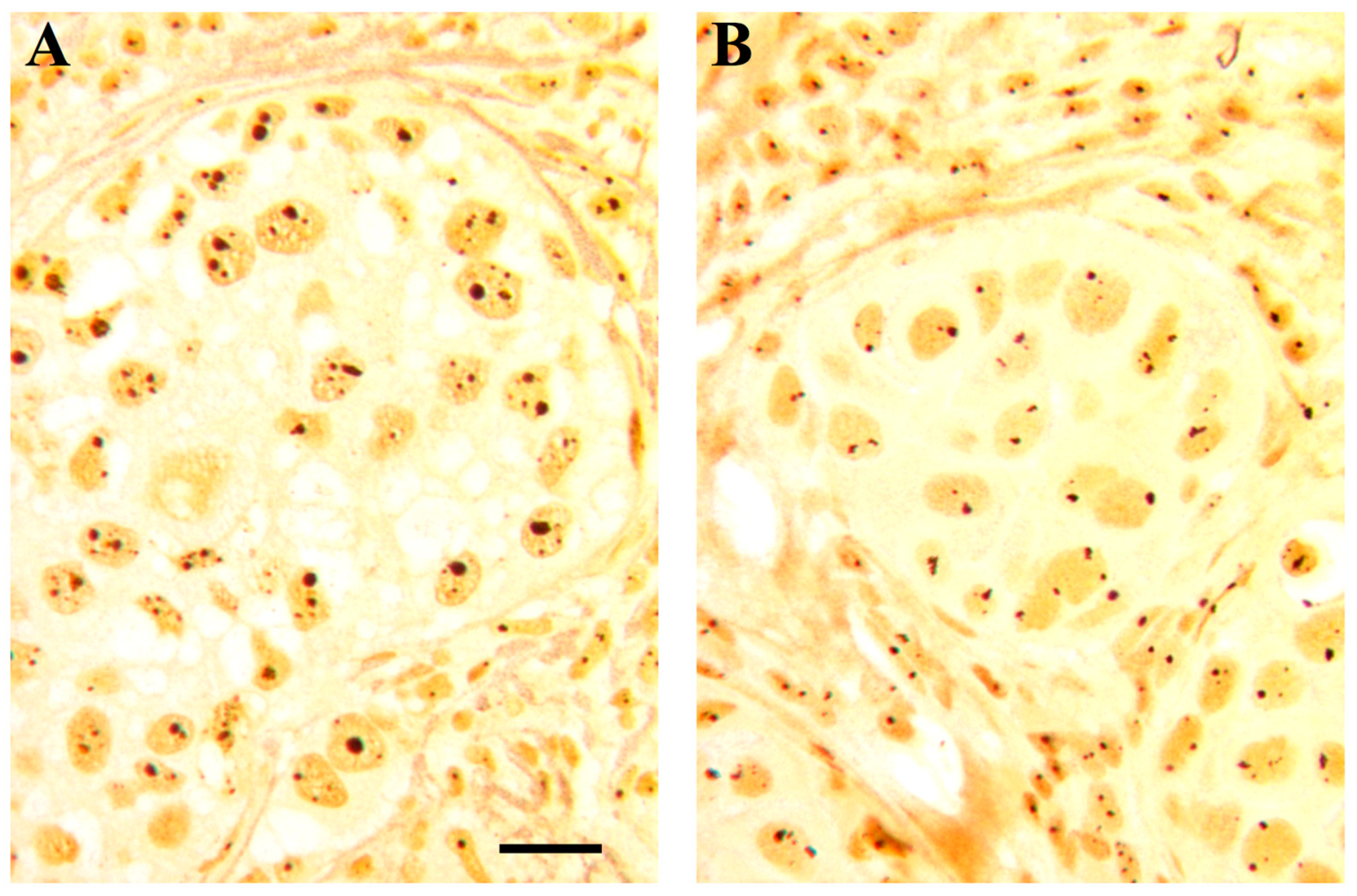 Cells 08 00055 g003 Cells 08 00055 g003