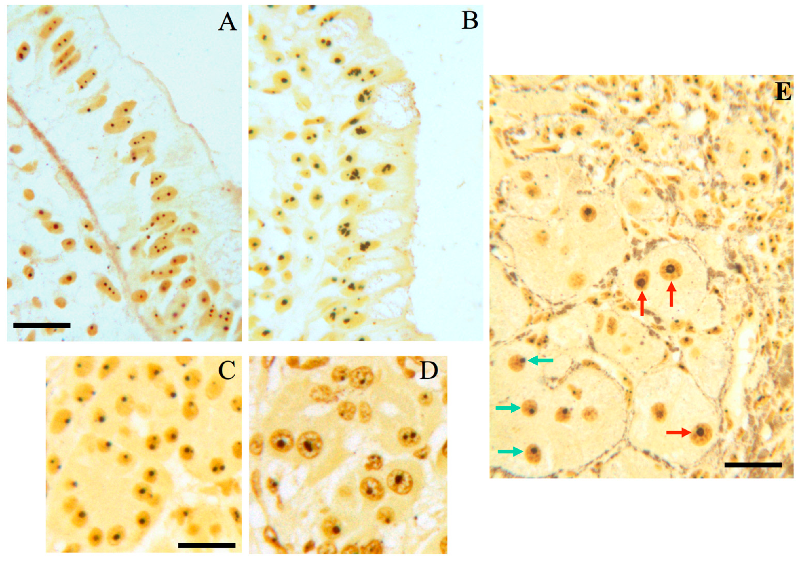 Cells 08 00055 g004 Cells 08 00055 g004