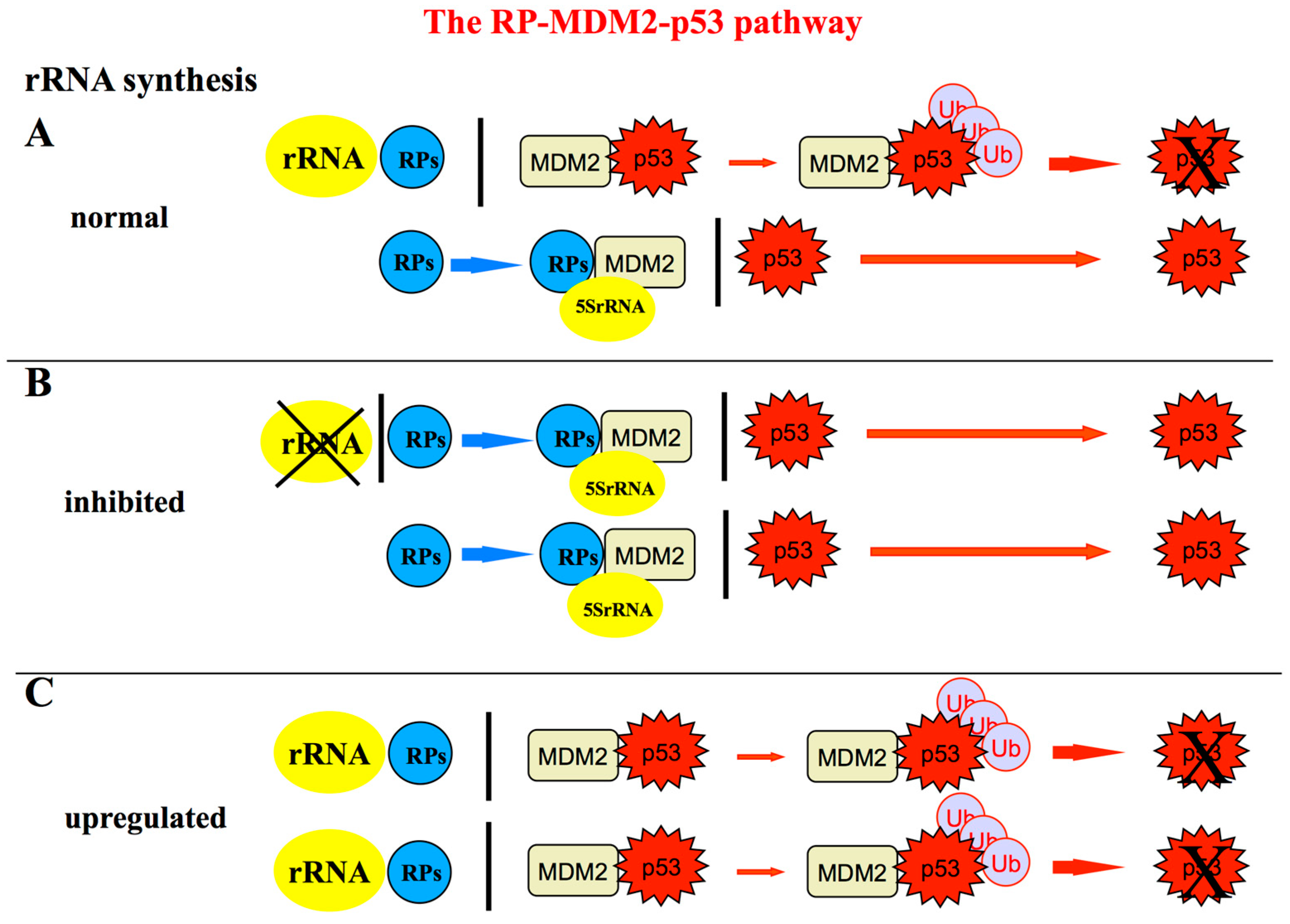 Cells 08 00055 g005 Cells 08 00055 g005