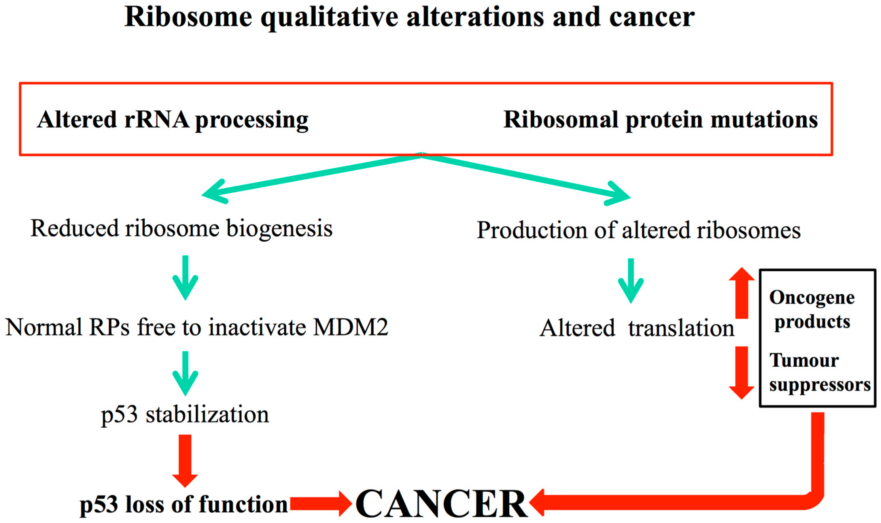 Cells 08 00055 g006 Cells 08 00055 g006