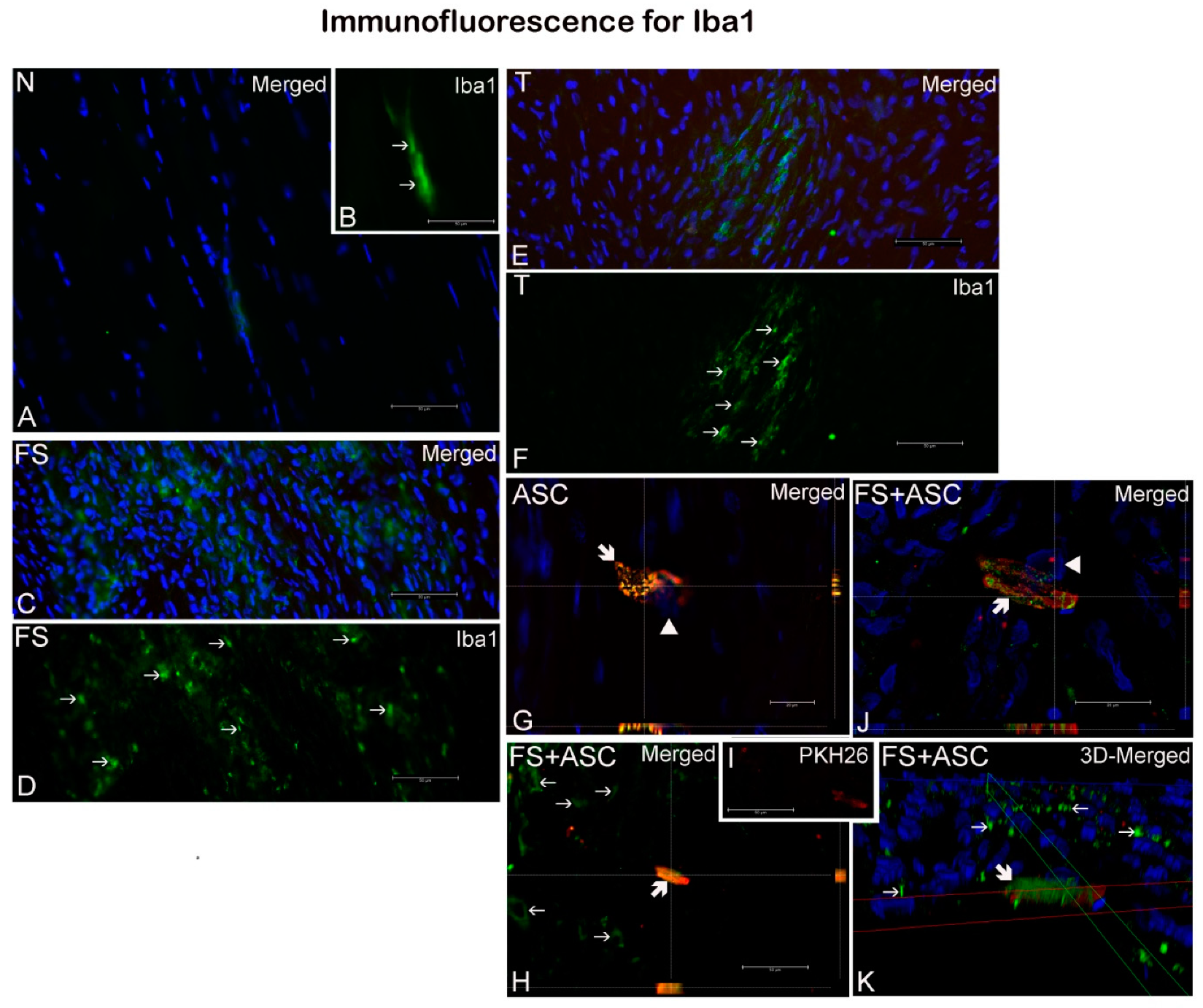 Cells 08 00056 g005