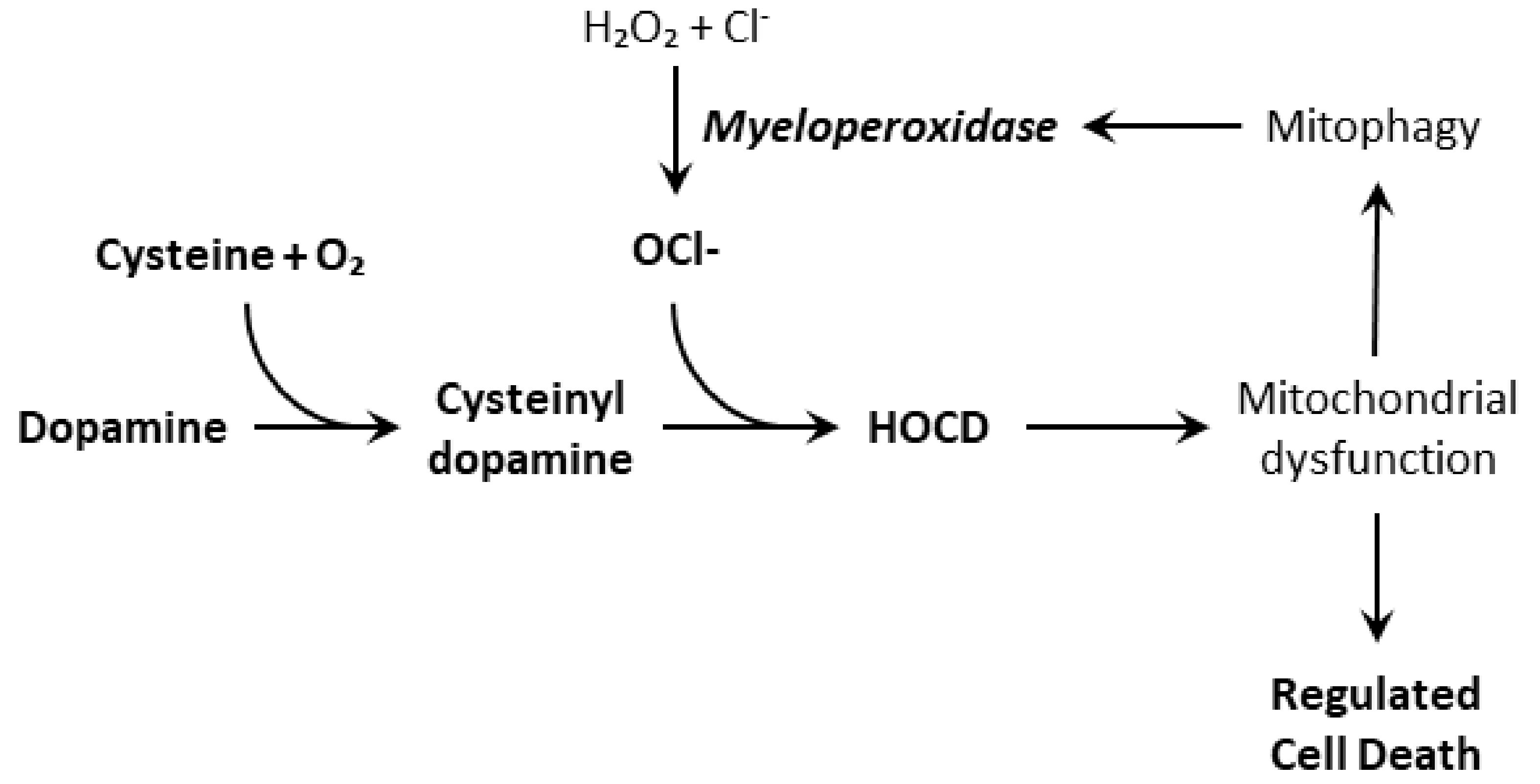 Cells 08 00059 g004 Cells 08 00059 g004