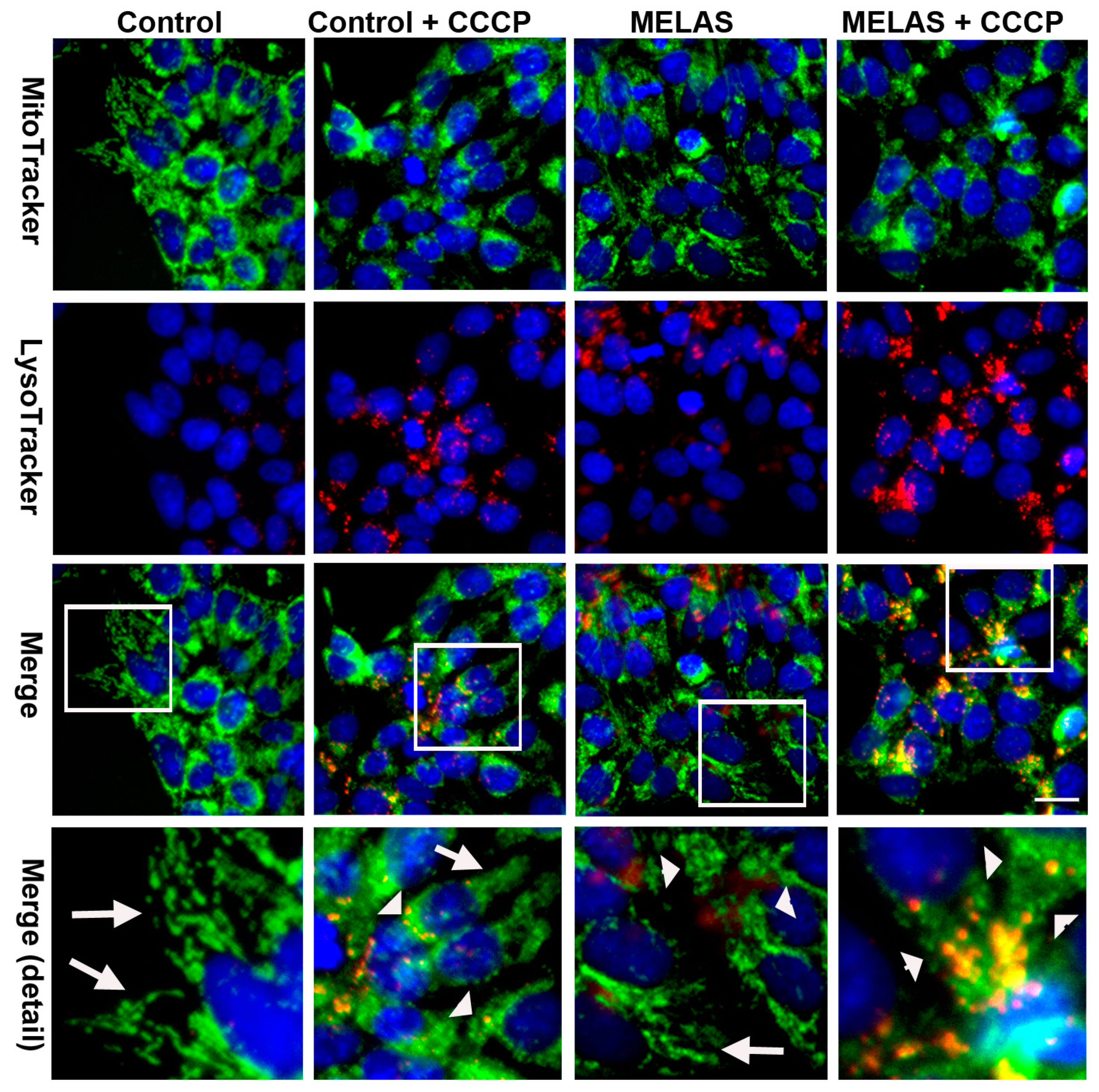 Cells 08 00065 g004 Cells 08 00065 g004