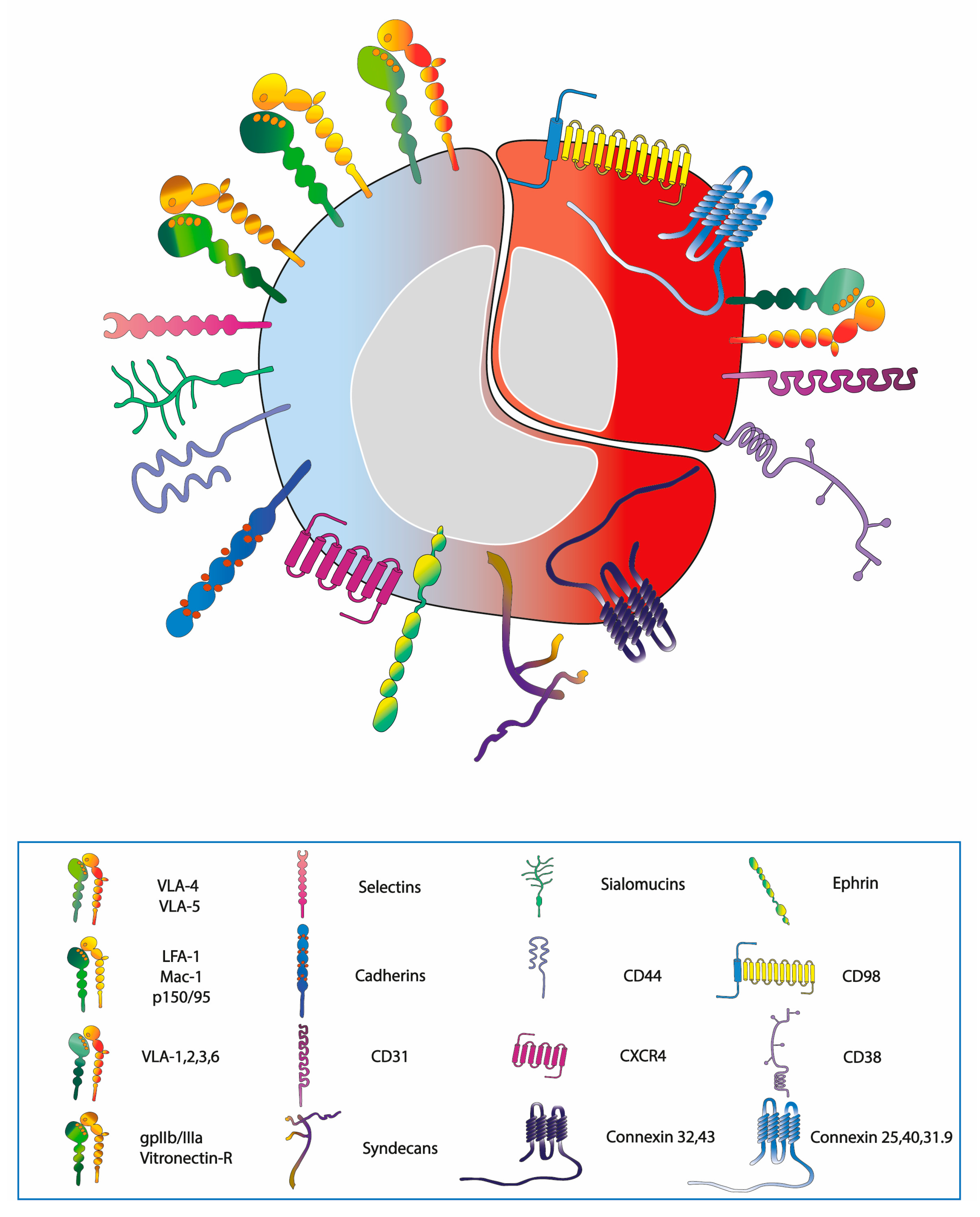 Cells 08 00066 g001