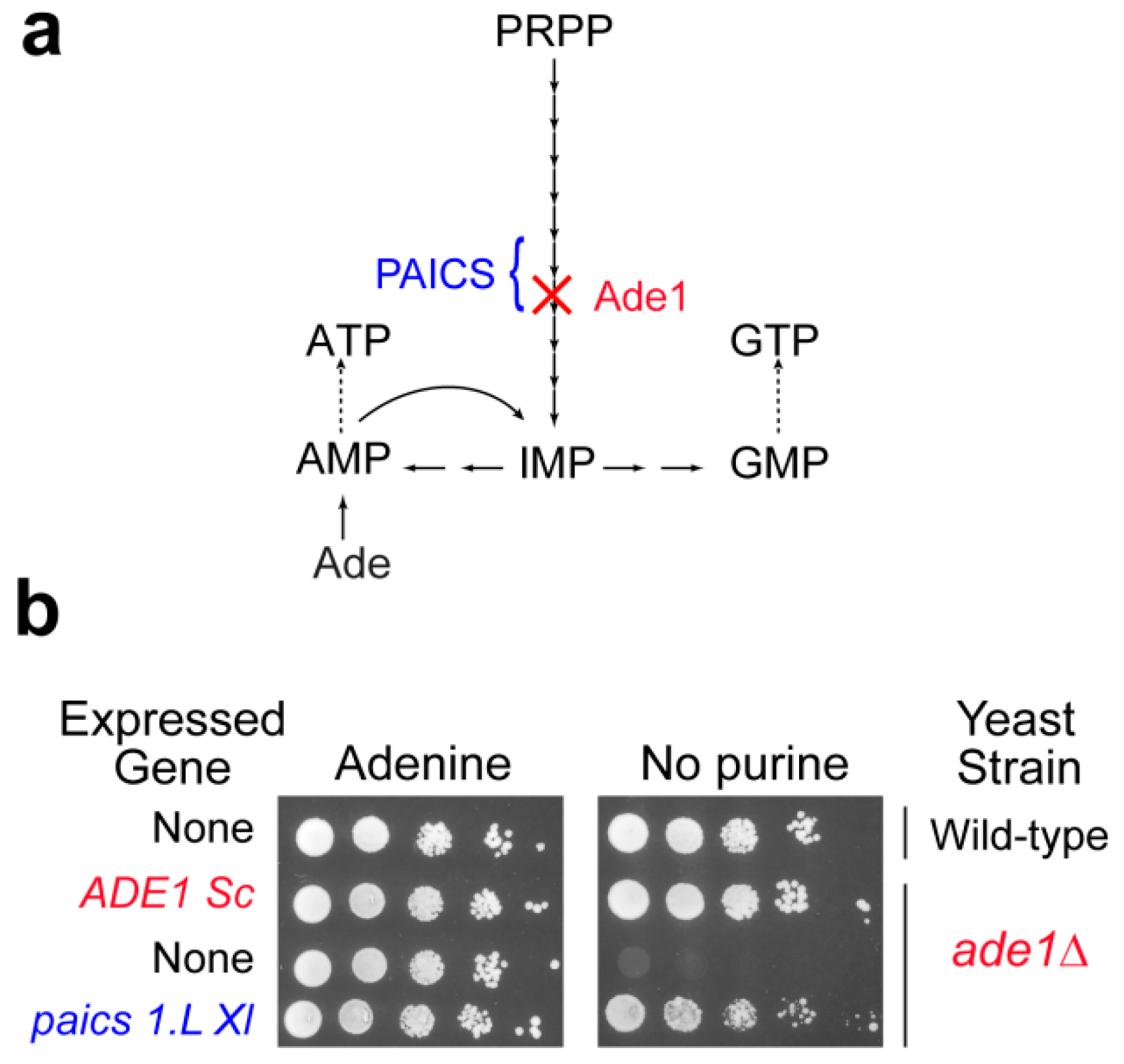 Cells 08 00067 g002