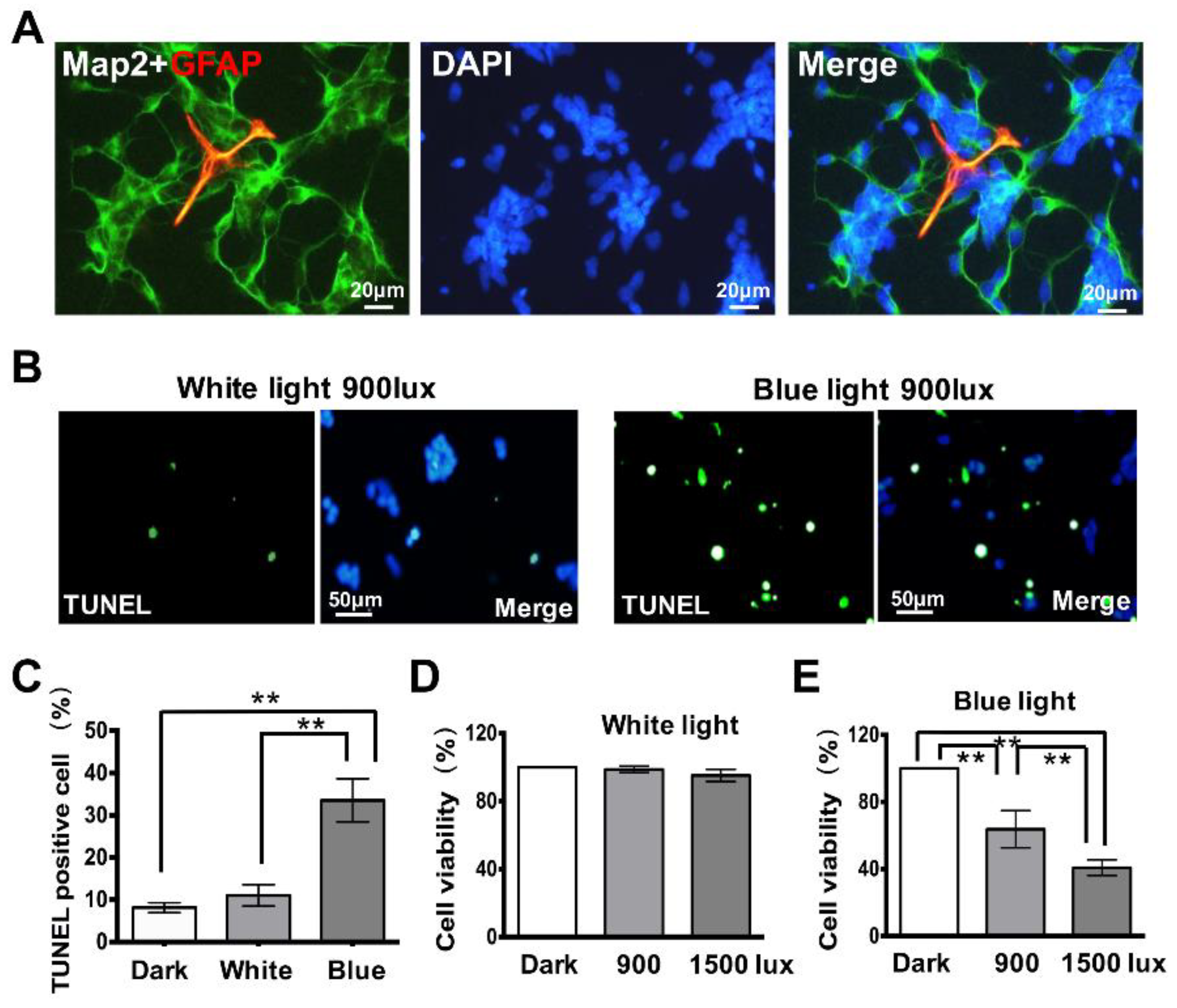 Cells 08 00068 g001