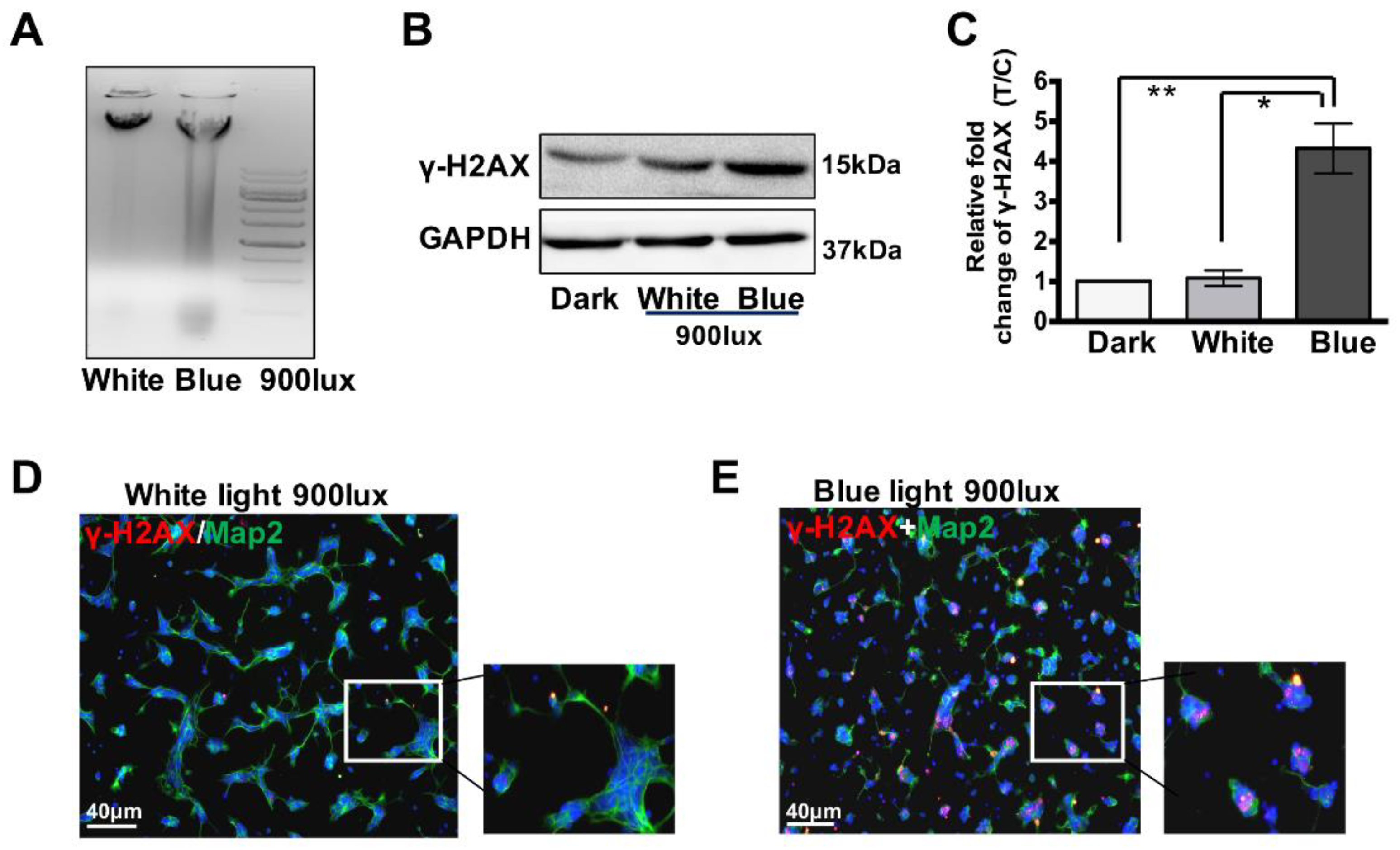 Cells 08 00068 g002