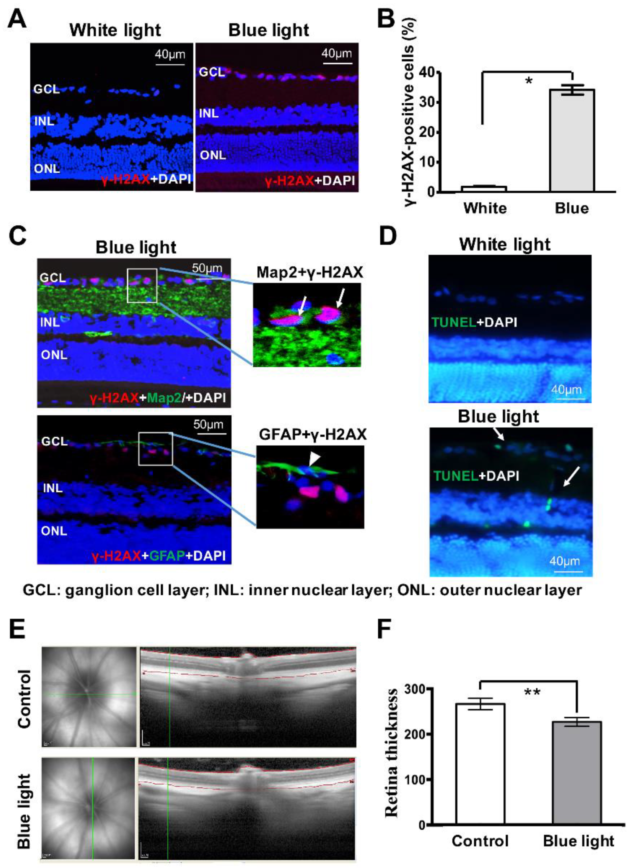 Cells 08 00068 g006