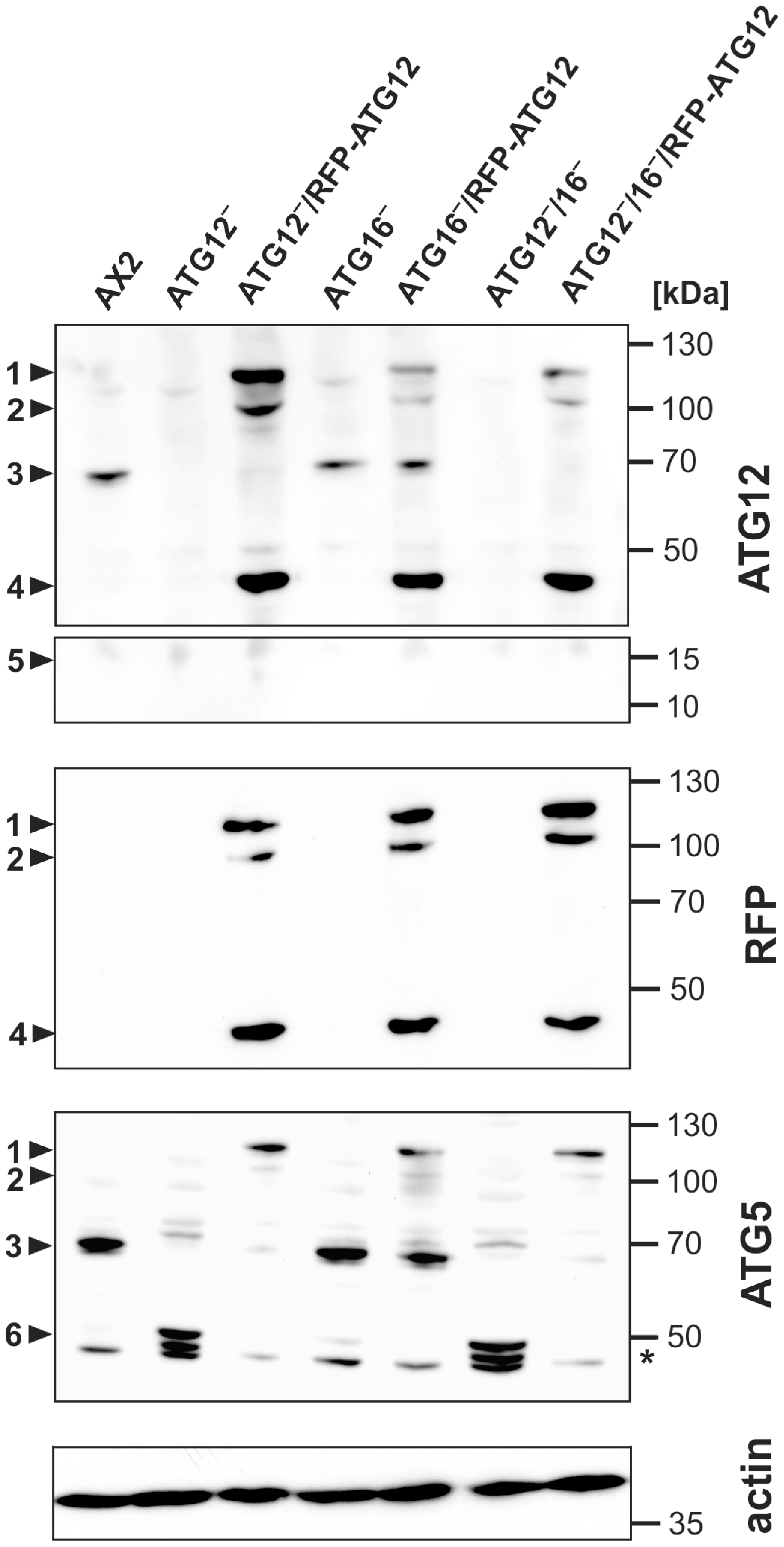 Cells 08 00072 g002 Cells 08 00072 g002