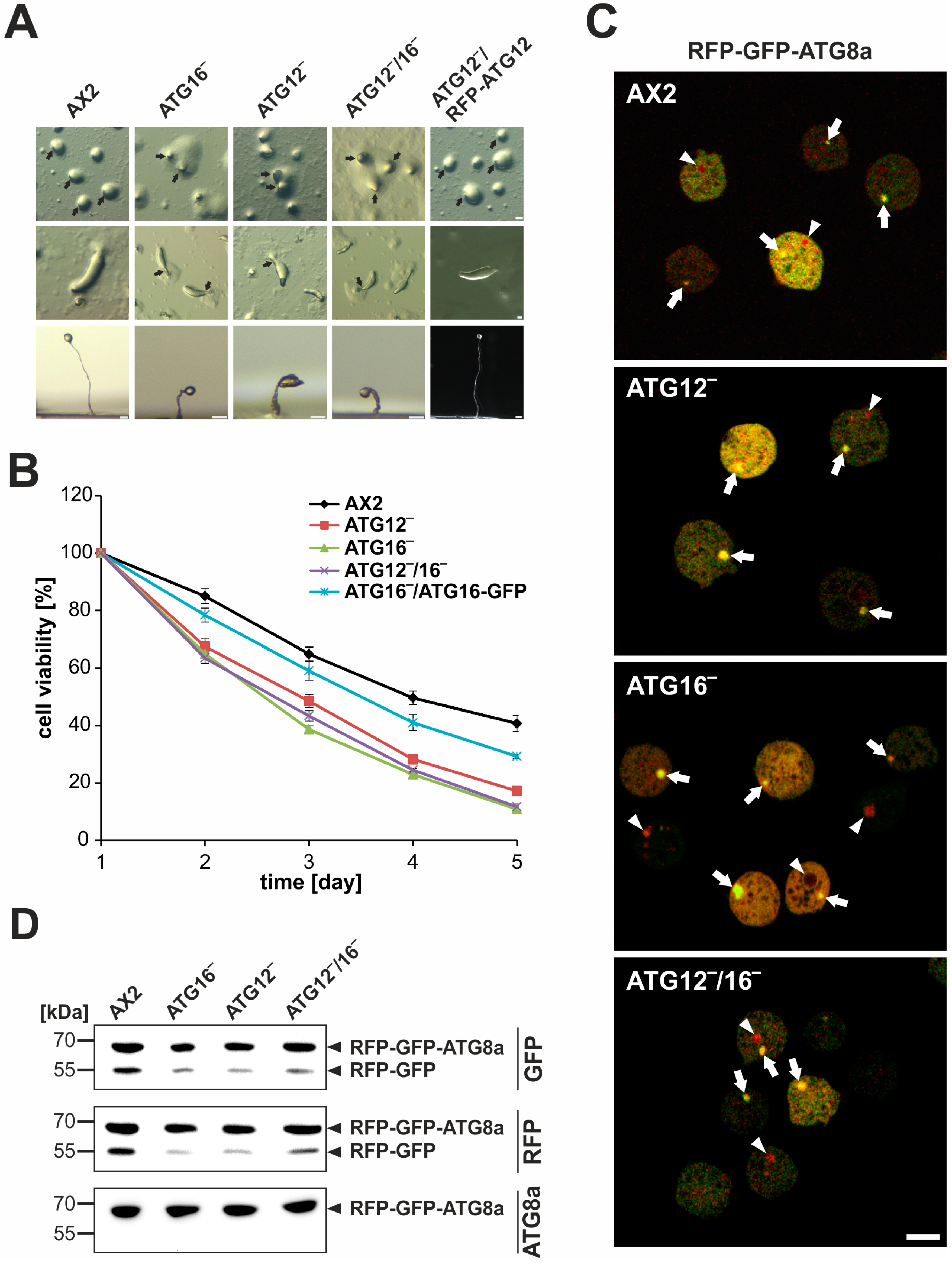 Cells 08 00072 g003 Cells 08 00072 g003