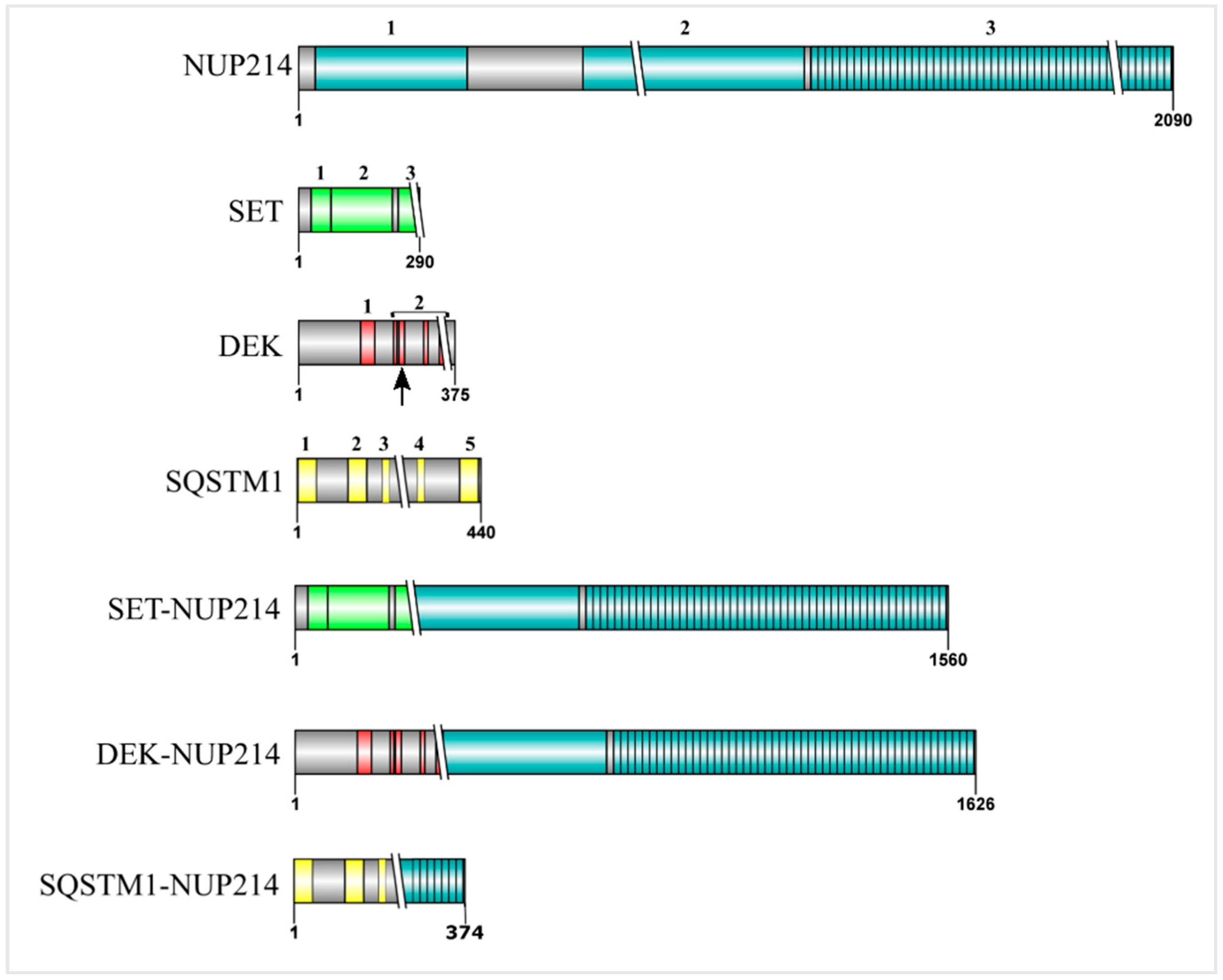 ナポレオンヒル PMAプログラム PMA Ⅰ.Ⅱ NUP214 in Leukemia: It's More than Transport