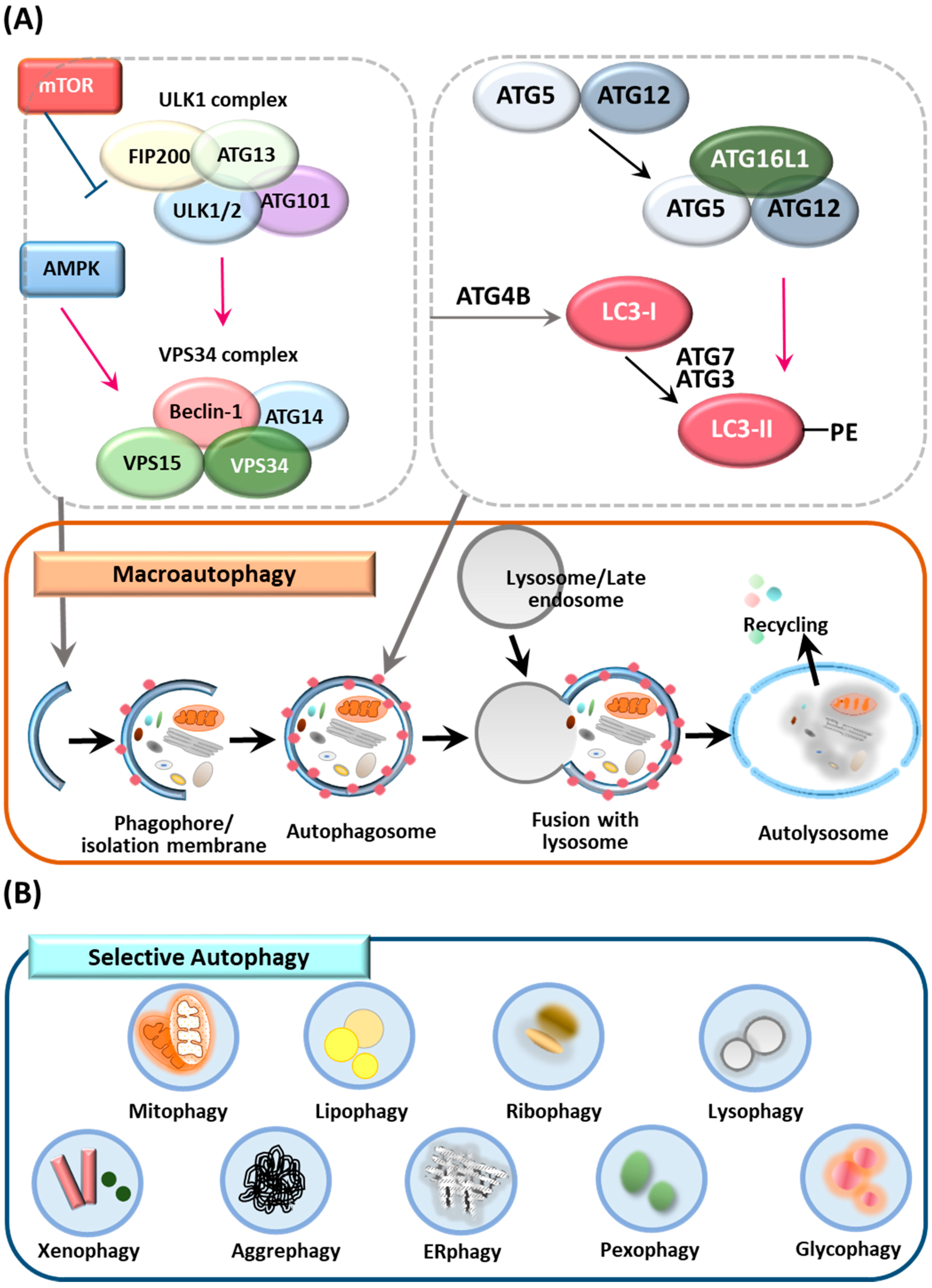 Cells 08 00077 g001 Cells 08 00077 g001