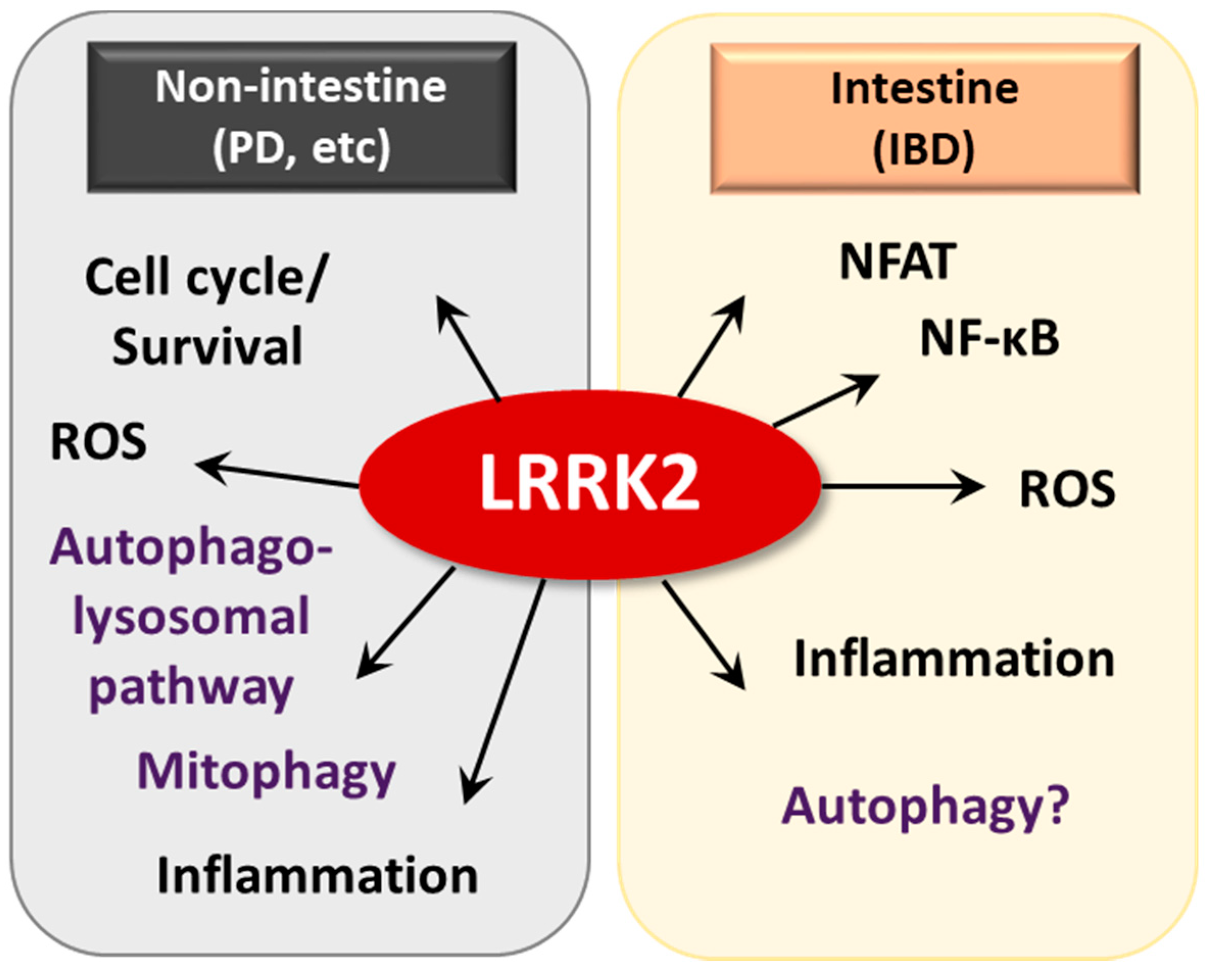 Cells 08 00077 g005 Cells 08 00077 g005