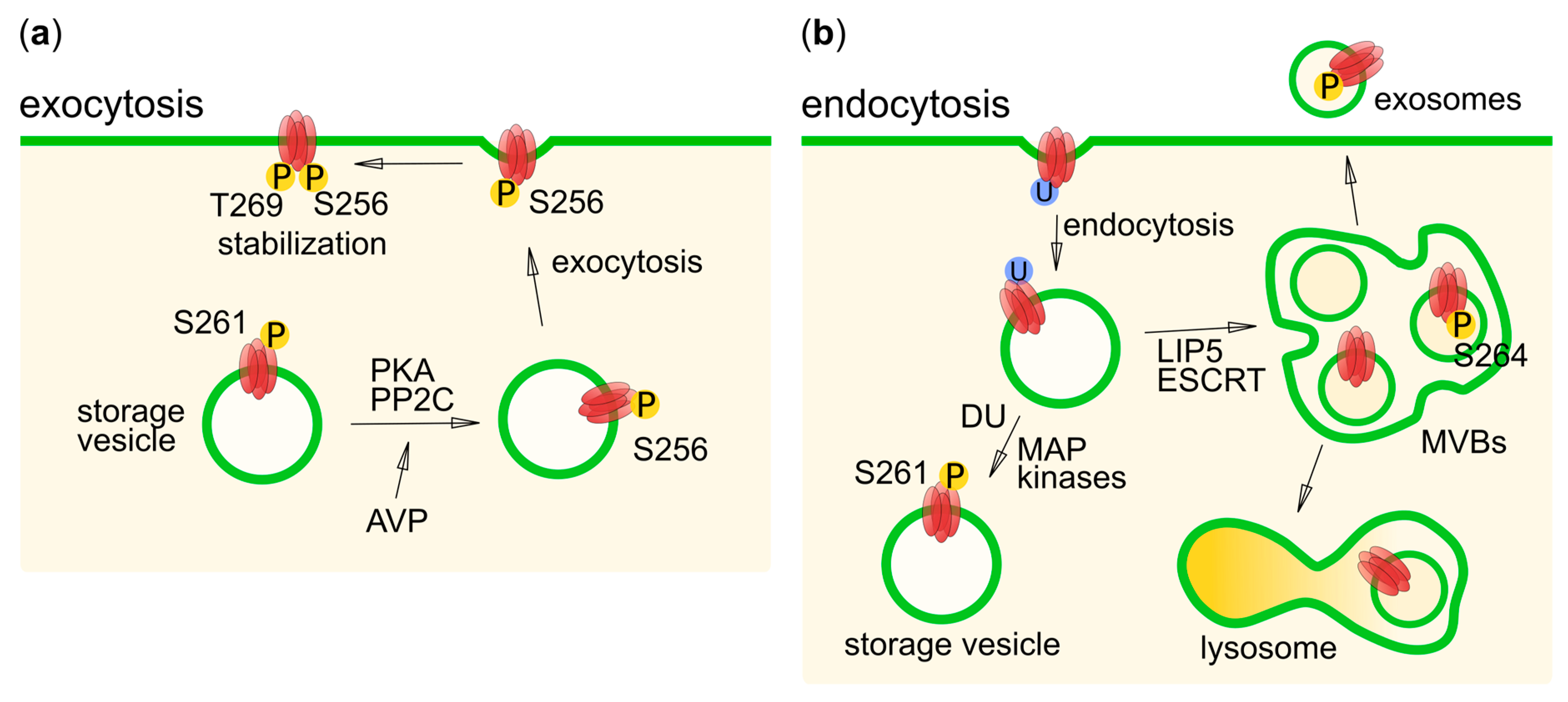 Cells 08 00082 g004 Cells 08 00082 g004