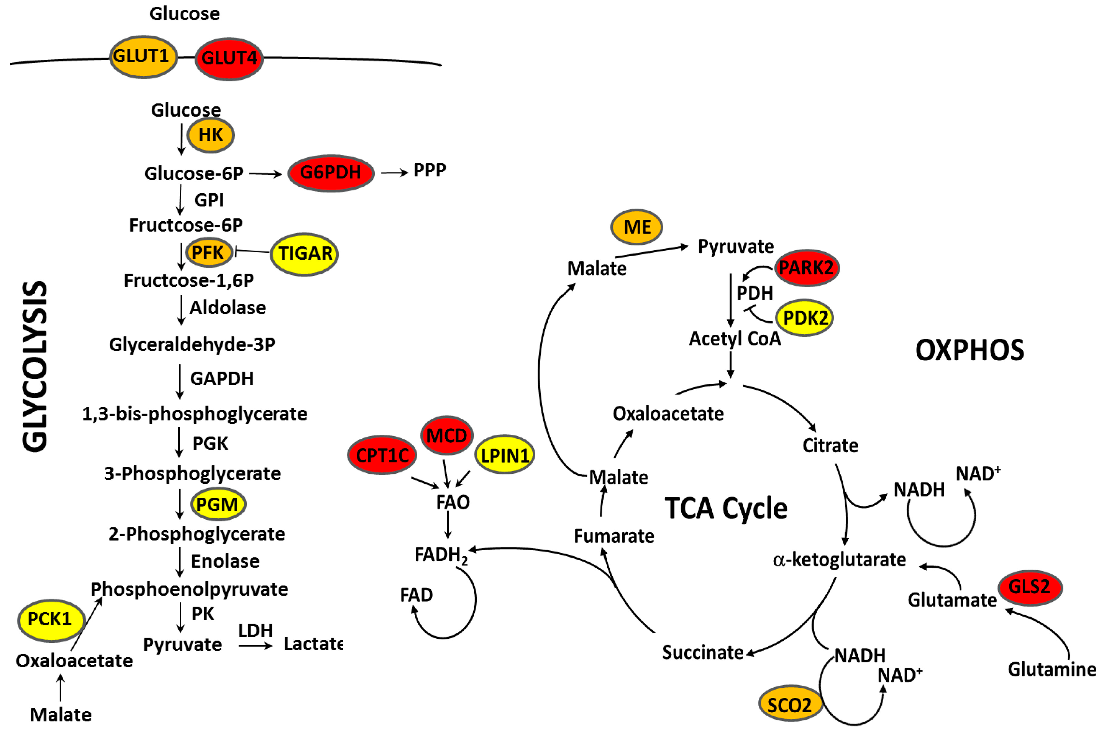 Cells | Free Full-Text | Metabolic Reprogramming in Breast Cancer