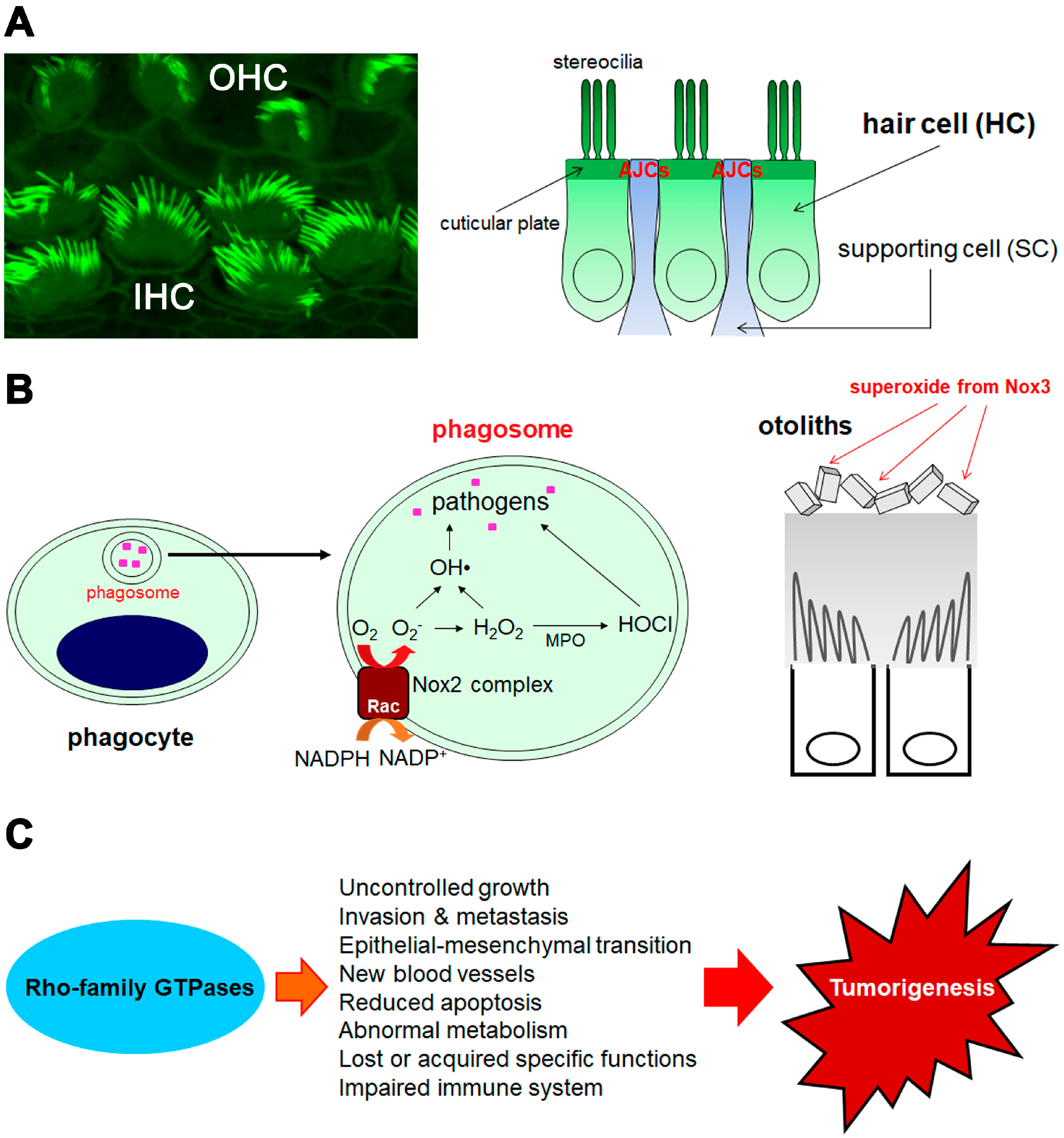 Cells 08 00092 g001 Cells 08 00092 g001
