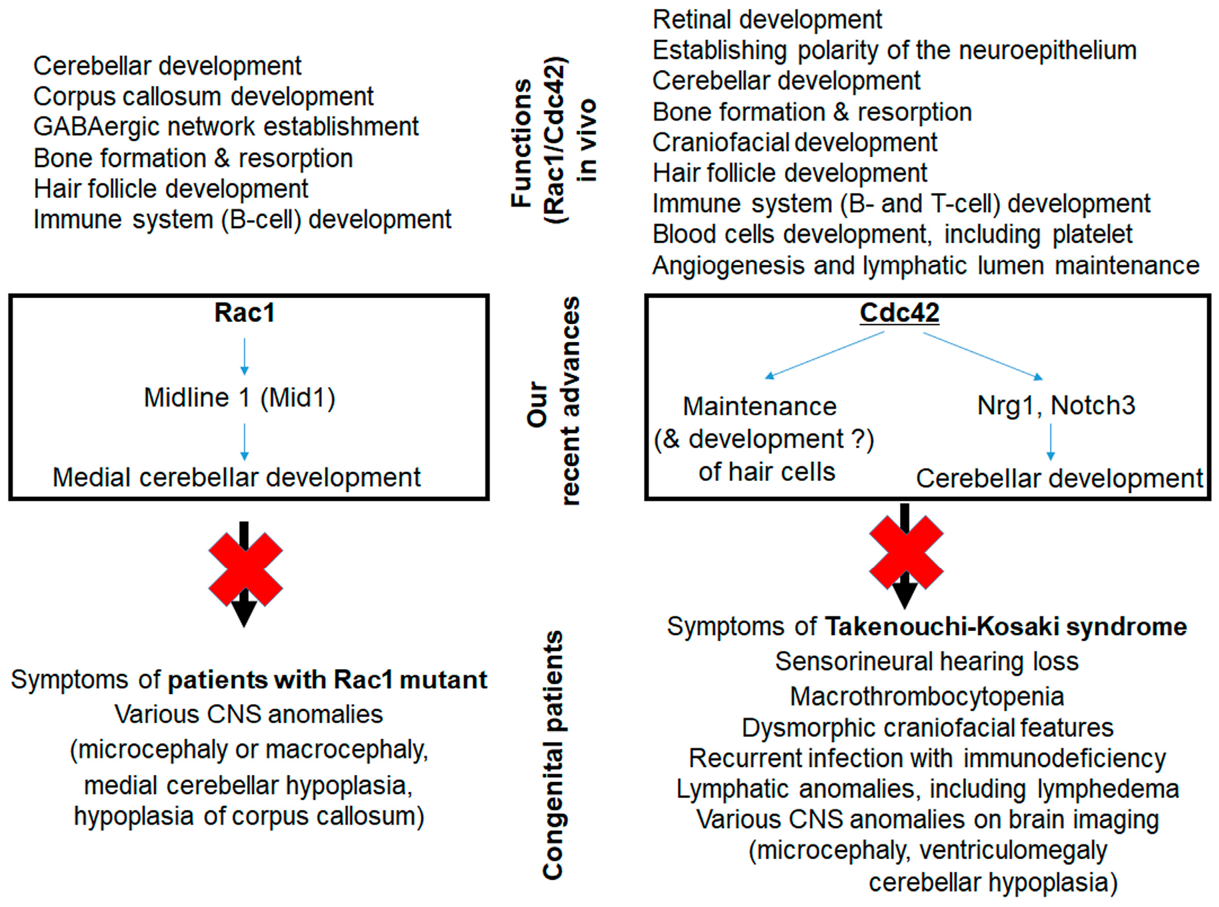 Cells 08 00092 g002 Cells 08 00092 g002
