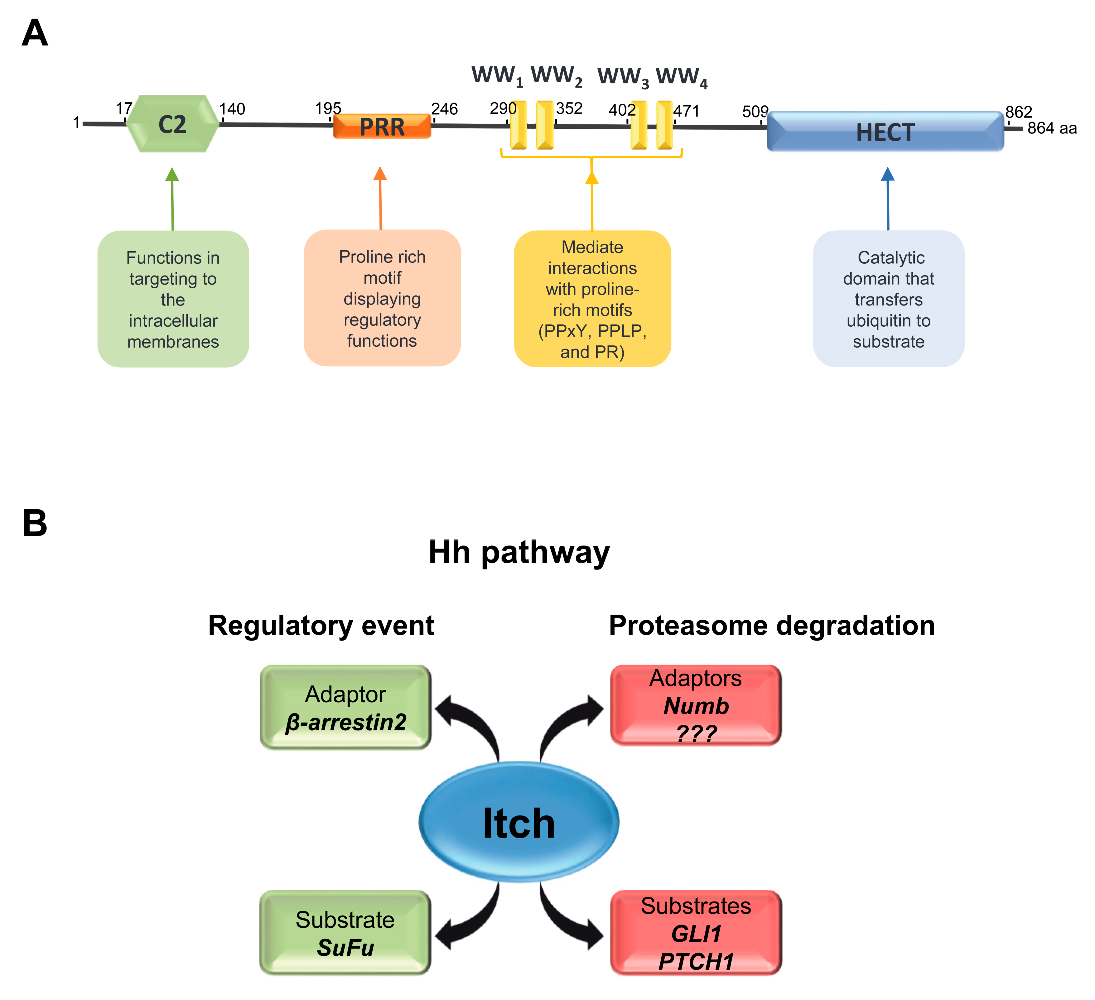 Cells 08 00098 g002 Cells 08 00098 g002