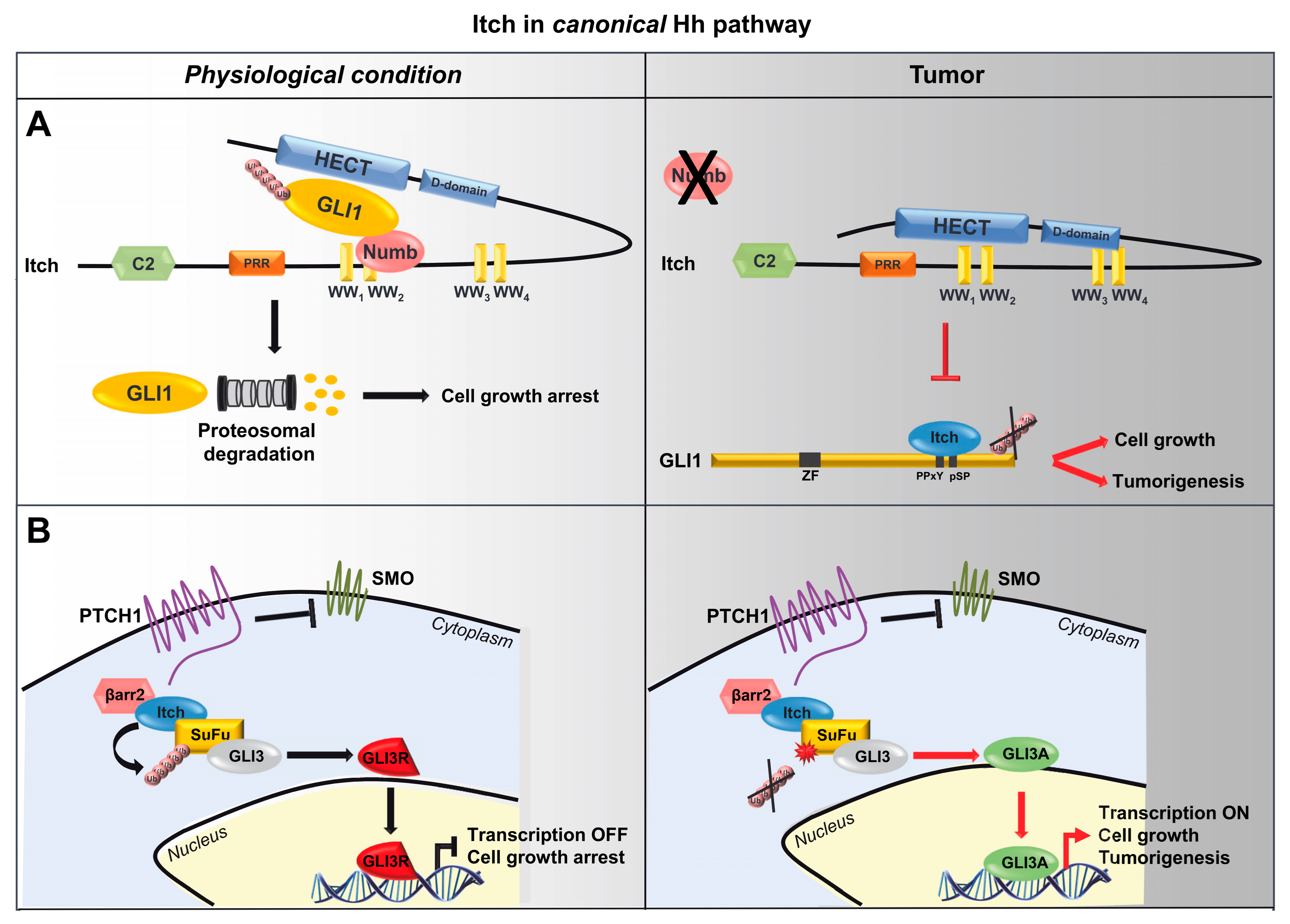 Cells 08 00098 g003 Cells 08 00098 g003