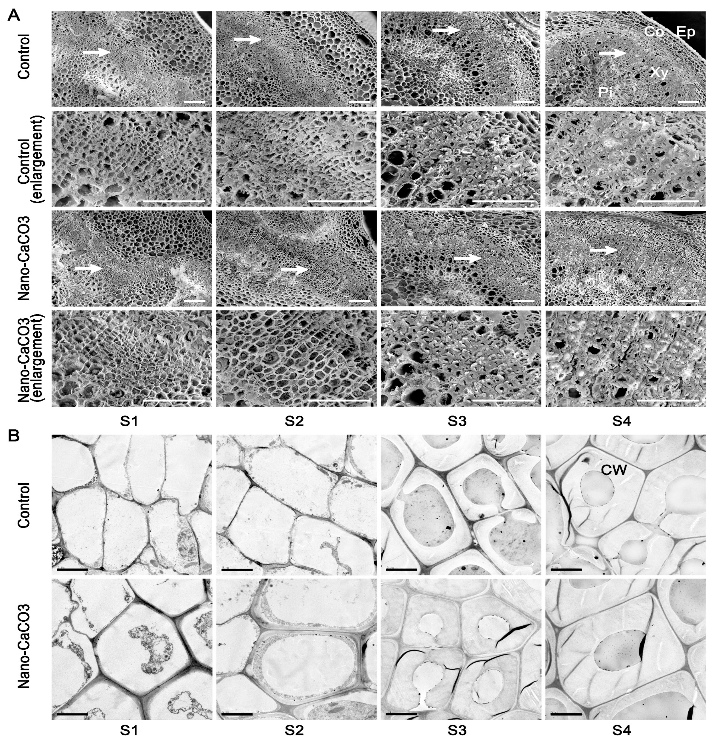 Cells 08 00102 g007 Cells 08 00102 g007
