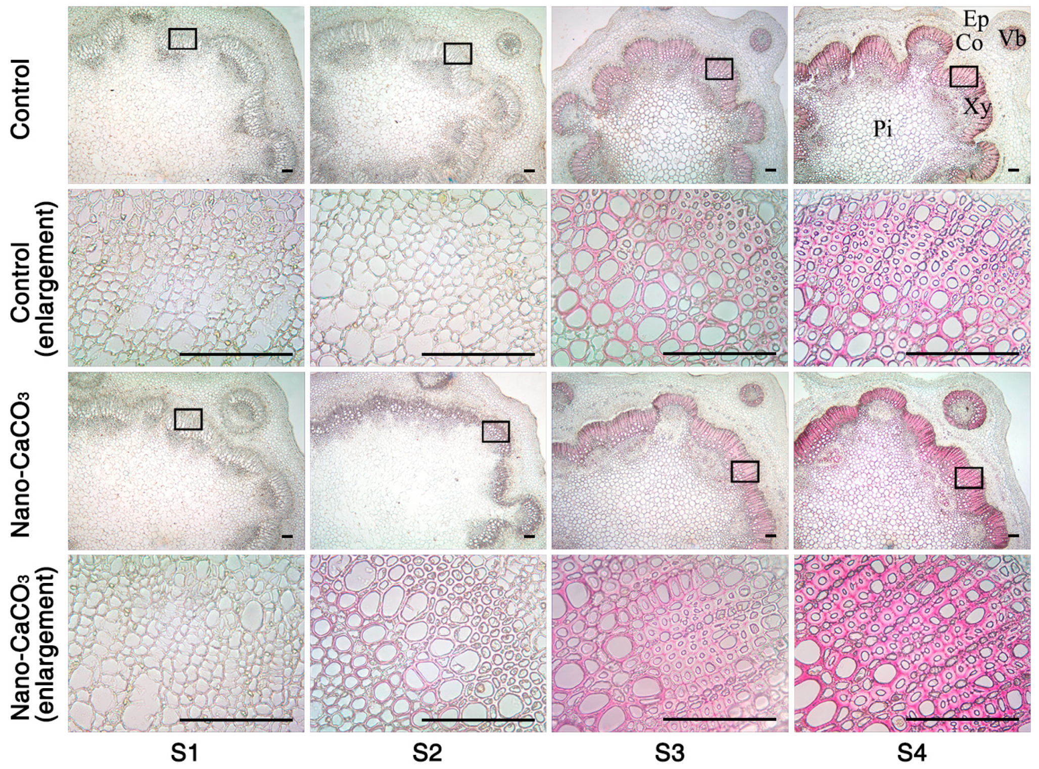 Cells 08 00102 g009 Cells 08 00102 g009