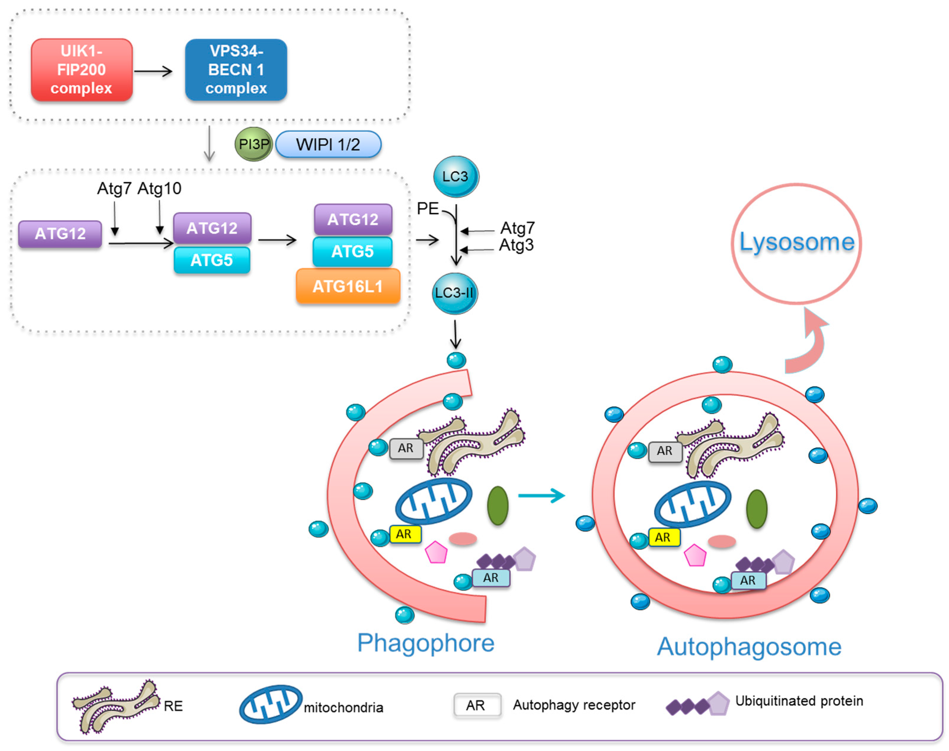 ZX-29, a novel ALK inhibitor, induces apoptosis via ER