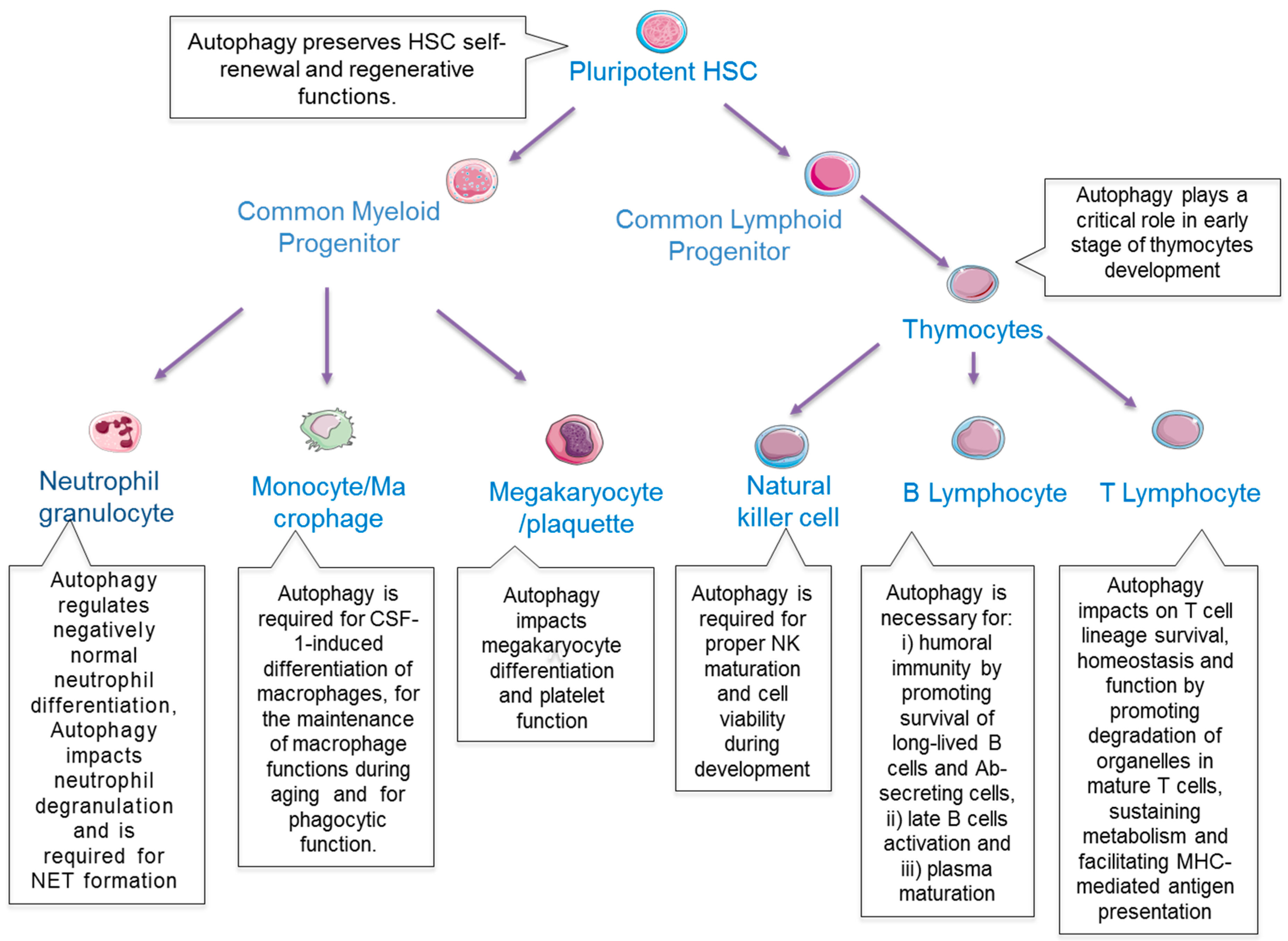 Therapeutic Modulation of Autophagy in Leukaemia and Lymphoma Therapeutic Modulation of Autophagy in Leukaemia and Lymphoma