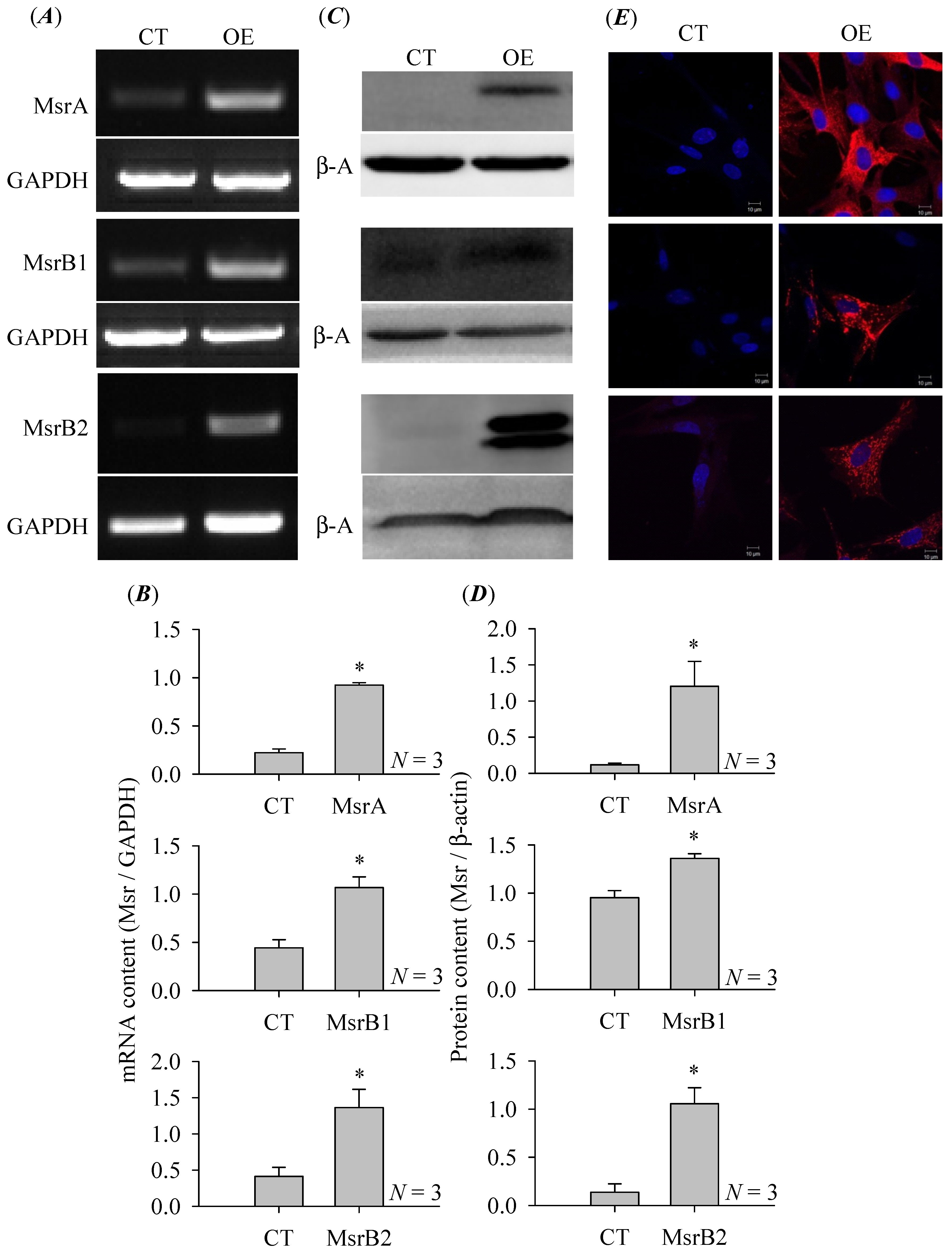 Cells 08 00109 g002 550