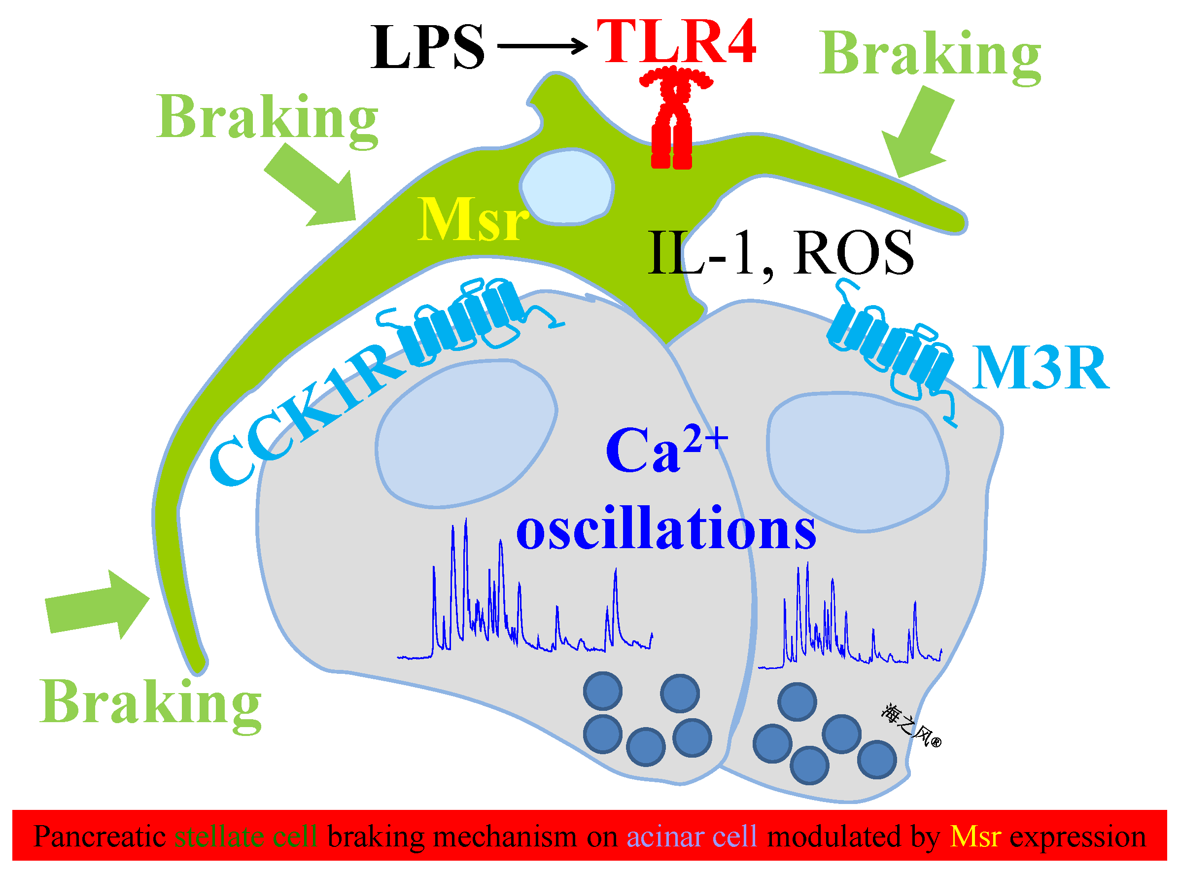 Cells 08 00109 g008 550