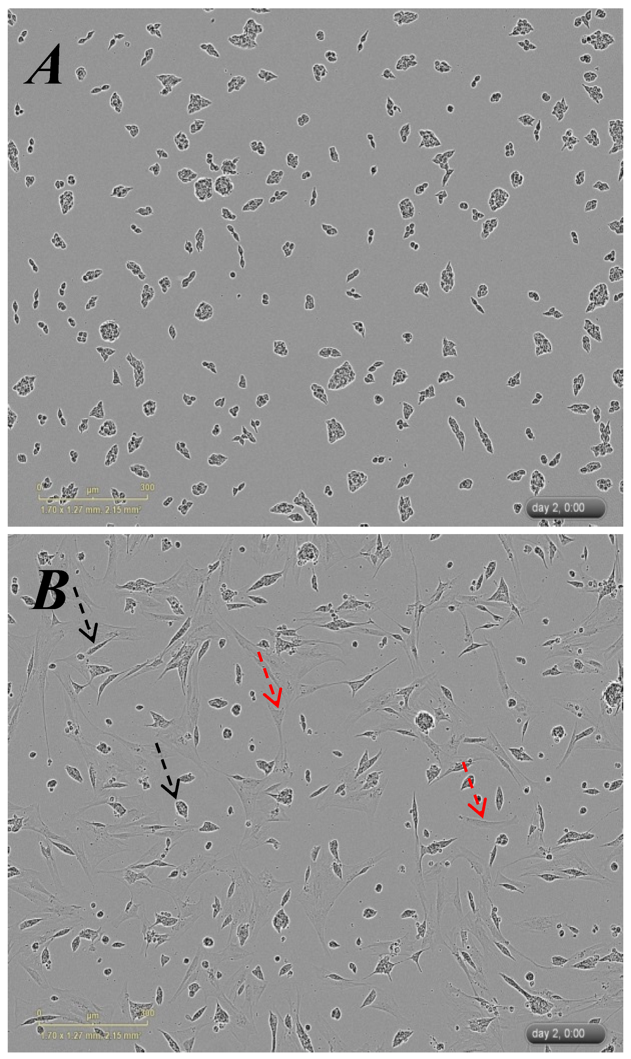 Cells 08 00109 g0a2 550