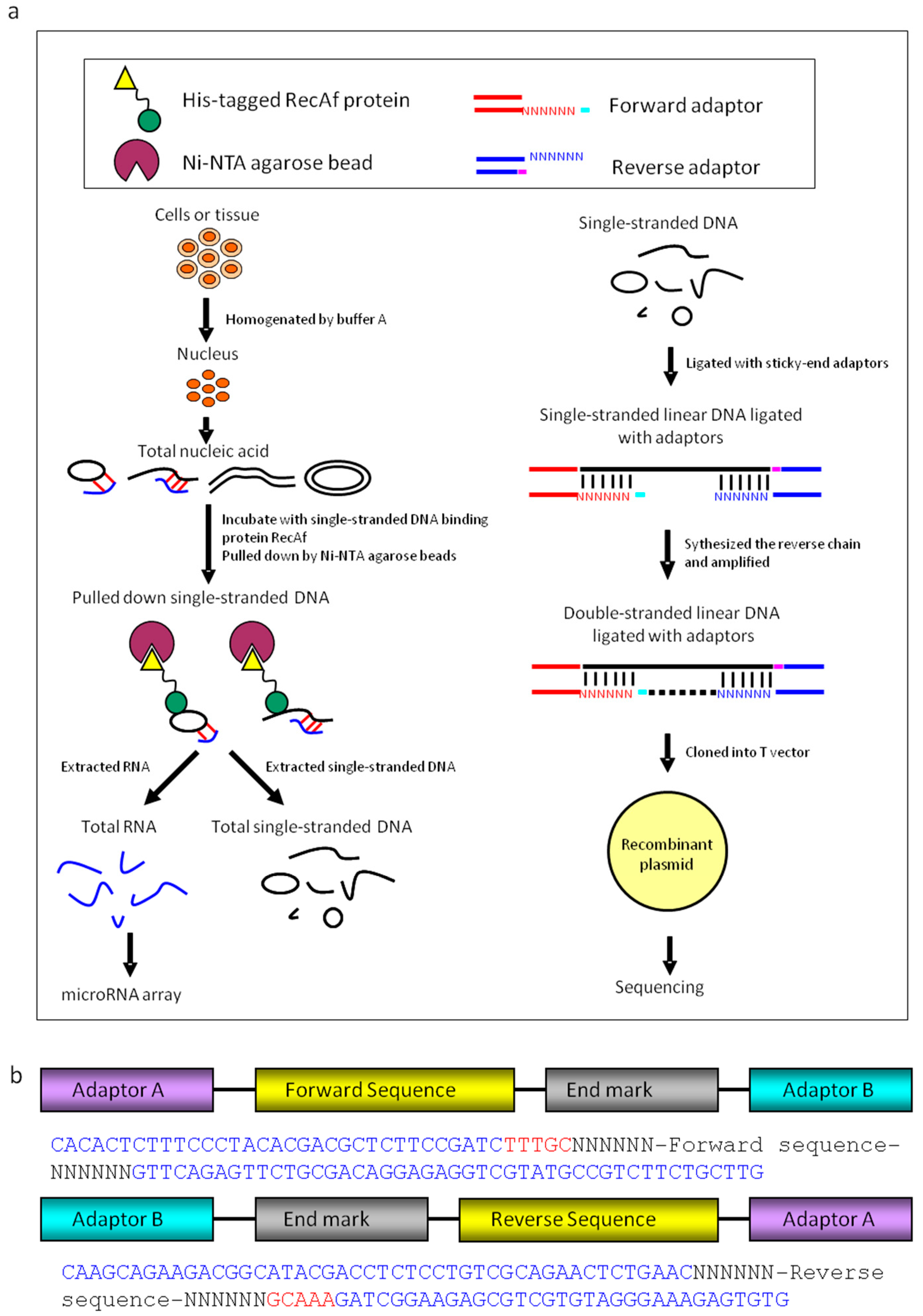 Cells 08 00111 g001 Cells 08 00111 g001
