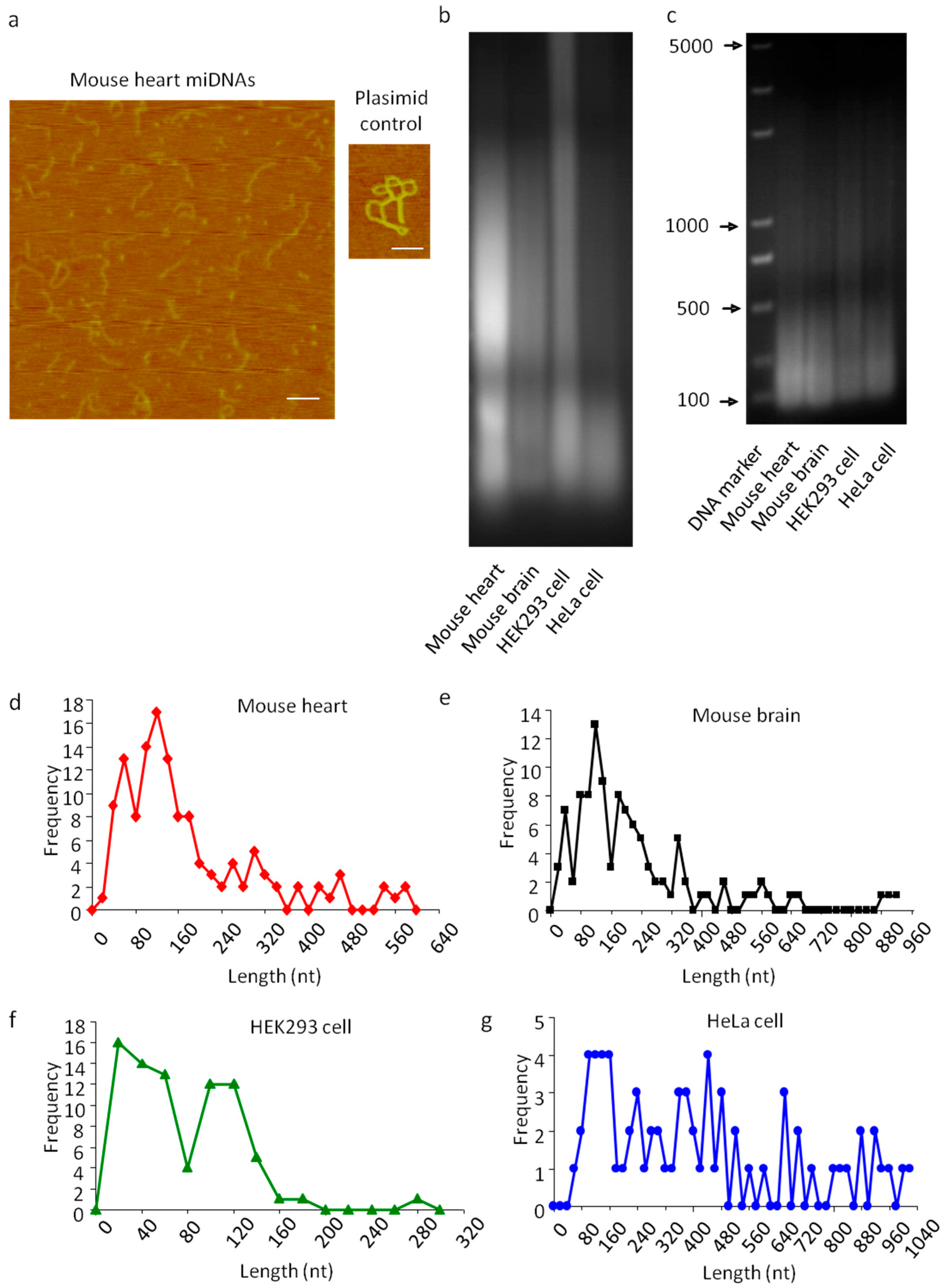 Cells 08 00111 g002 Cells 08 00111 g002