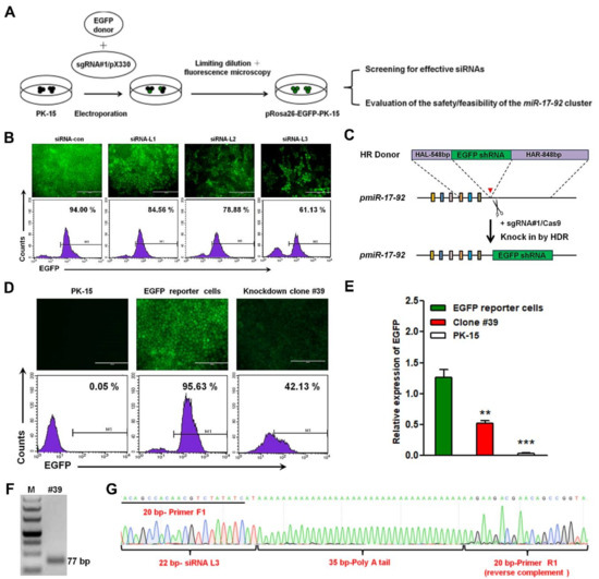 CRISPR/Cas9-Mediated Hitchhike Expression of Functional
