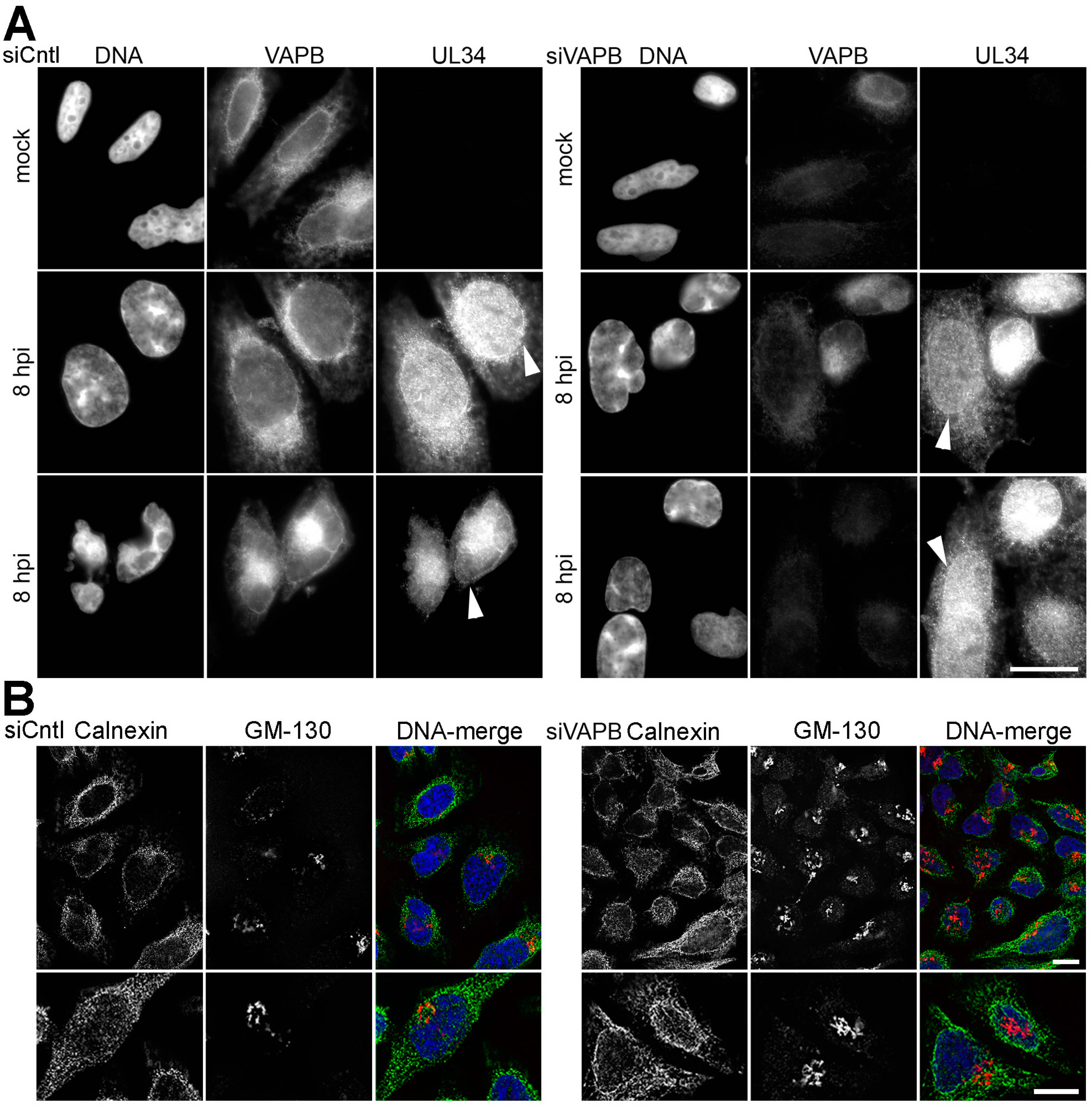 Cells 08 00120 g007 Cells 08 00120 g007