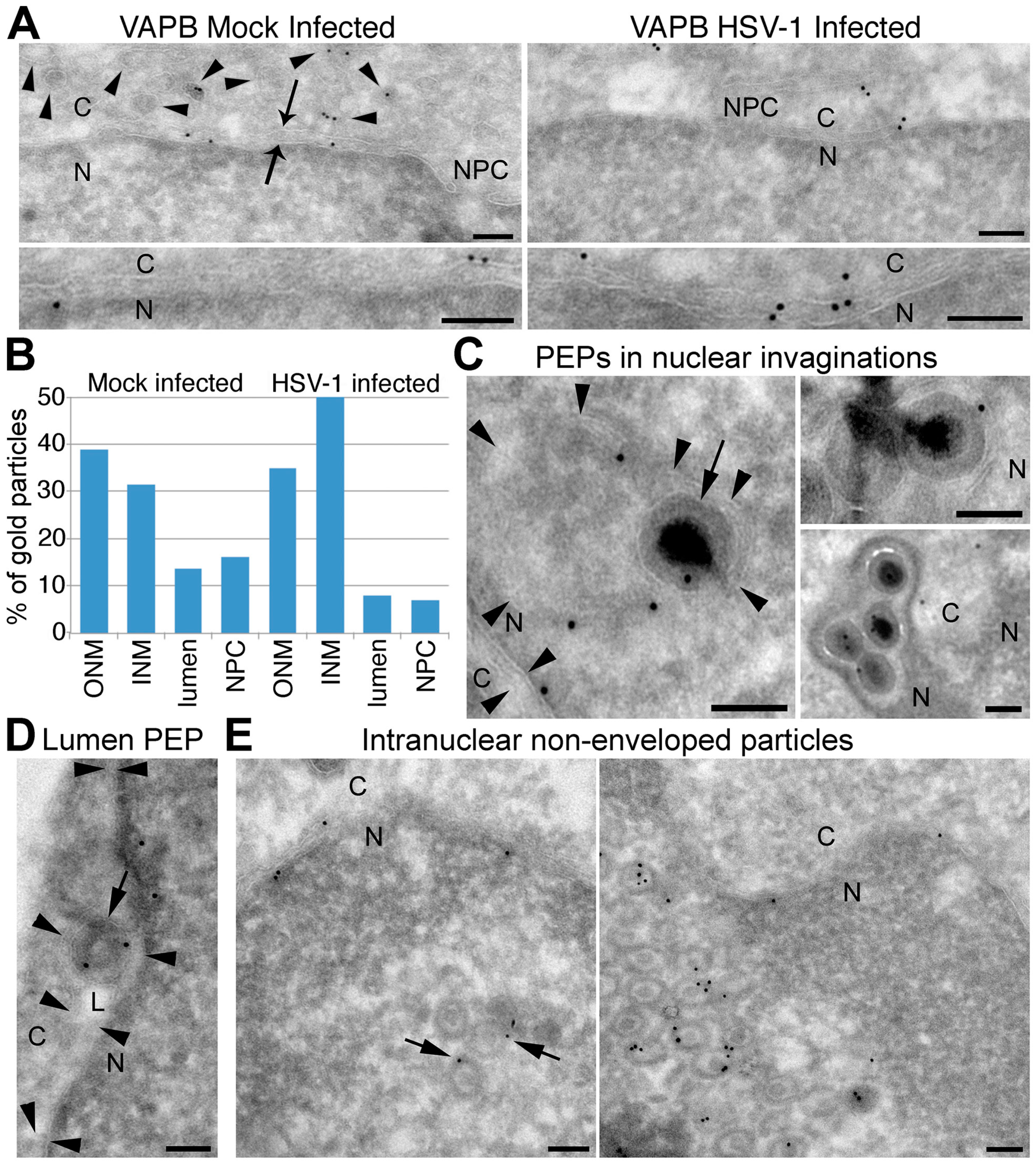 Cells 08 00120 g008 Cells 08 00120 g008