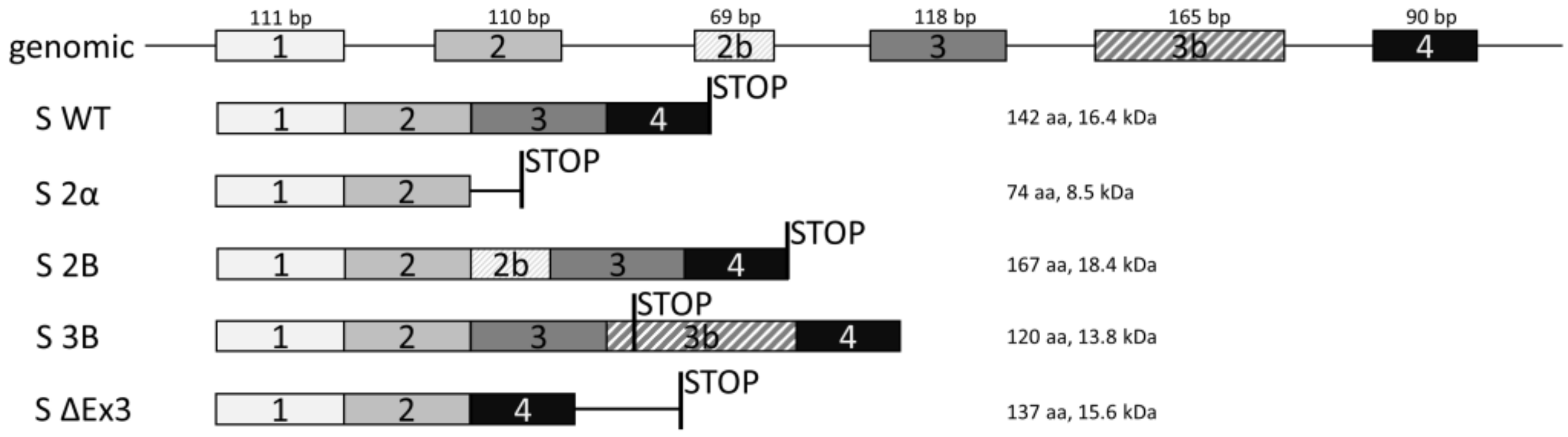 Cells 08 00128 g001