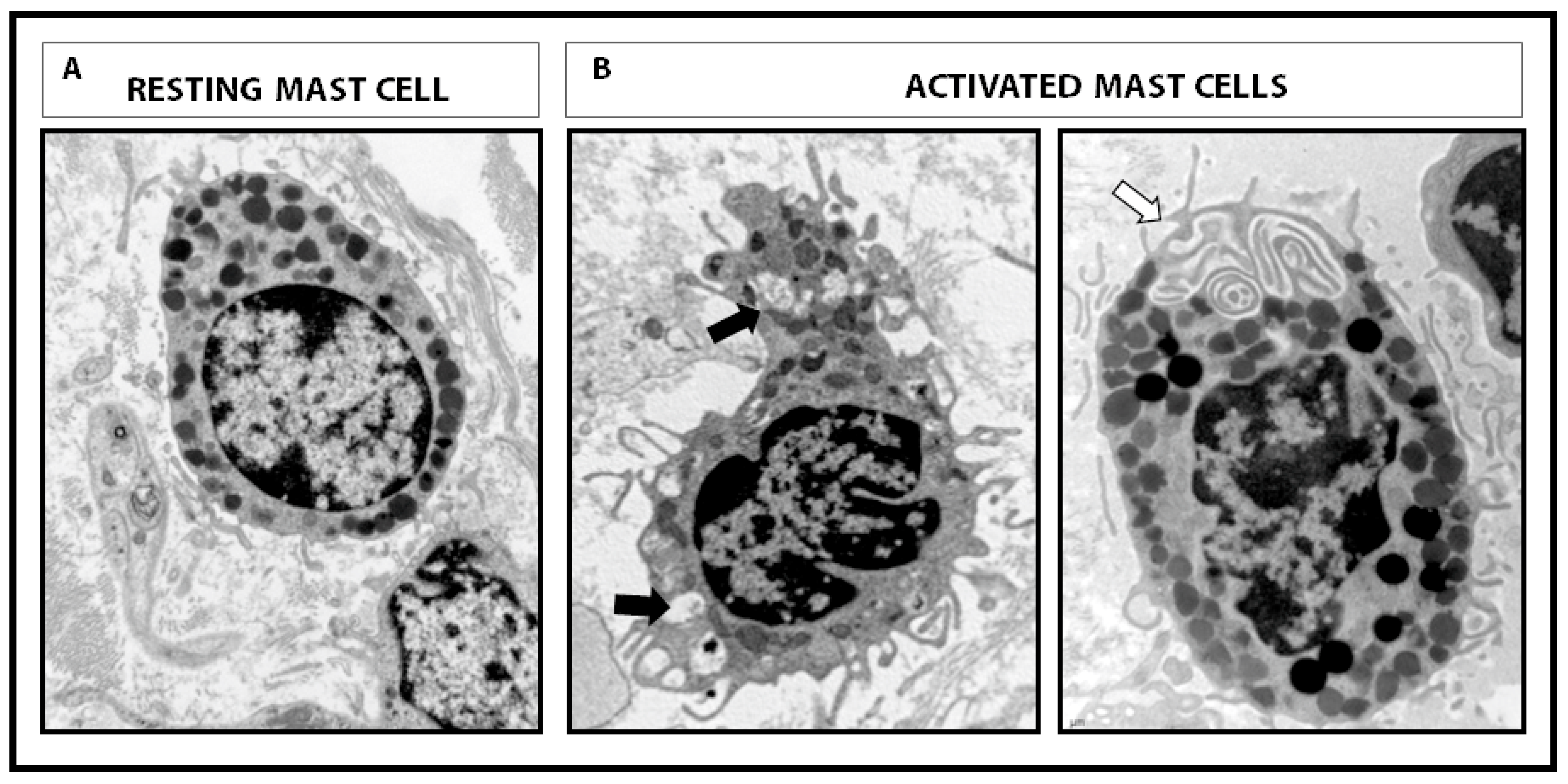 Cells 08 00135 g001