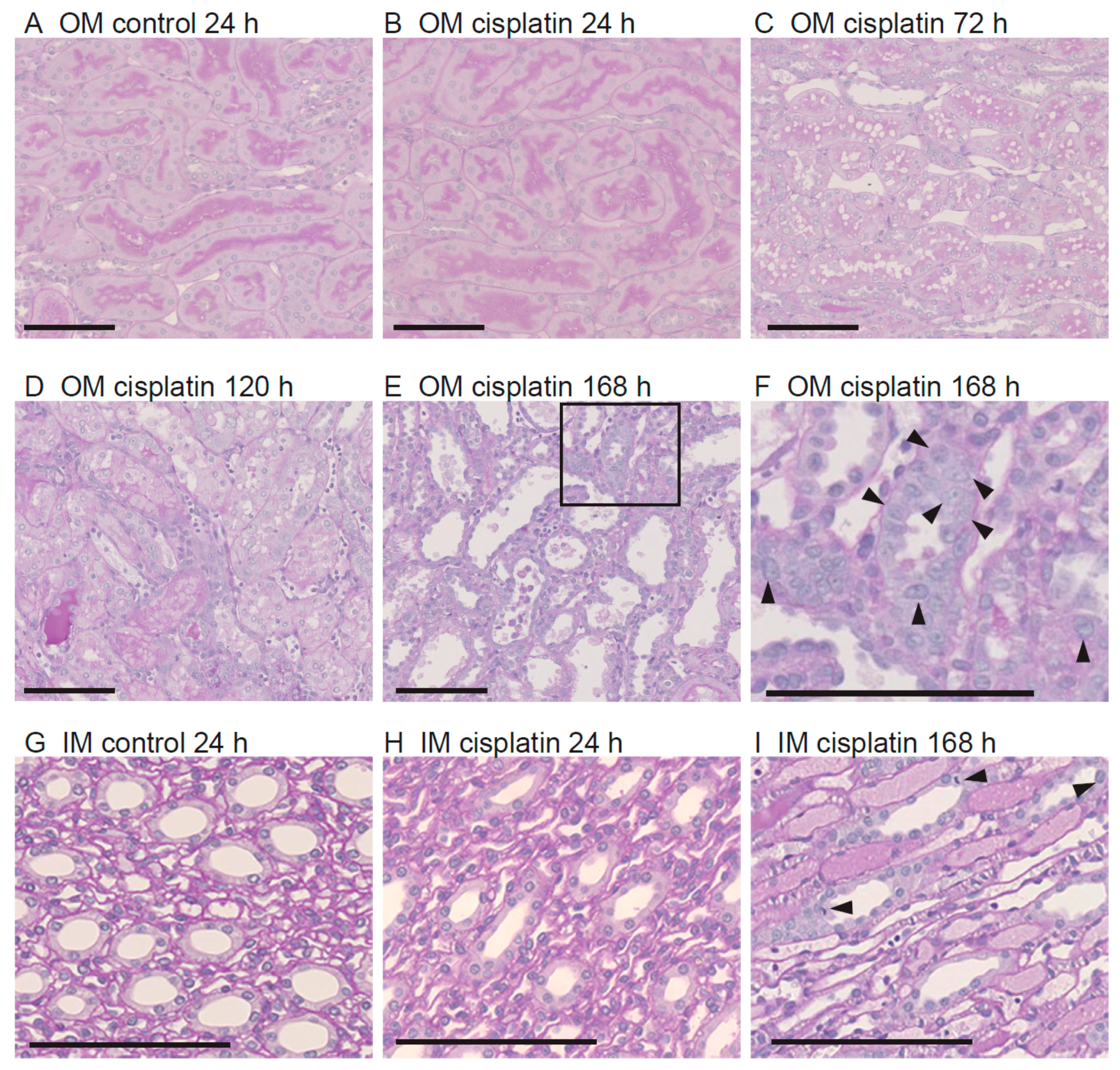 Cells 08 00139 g002 550