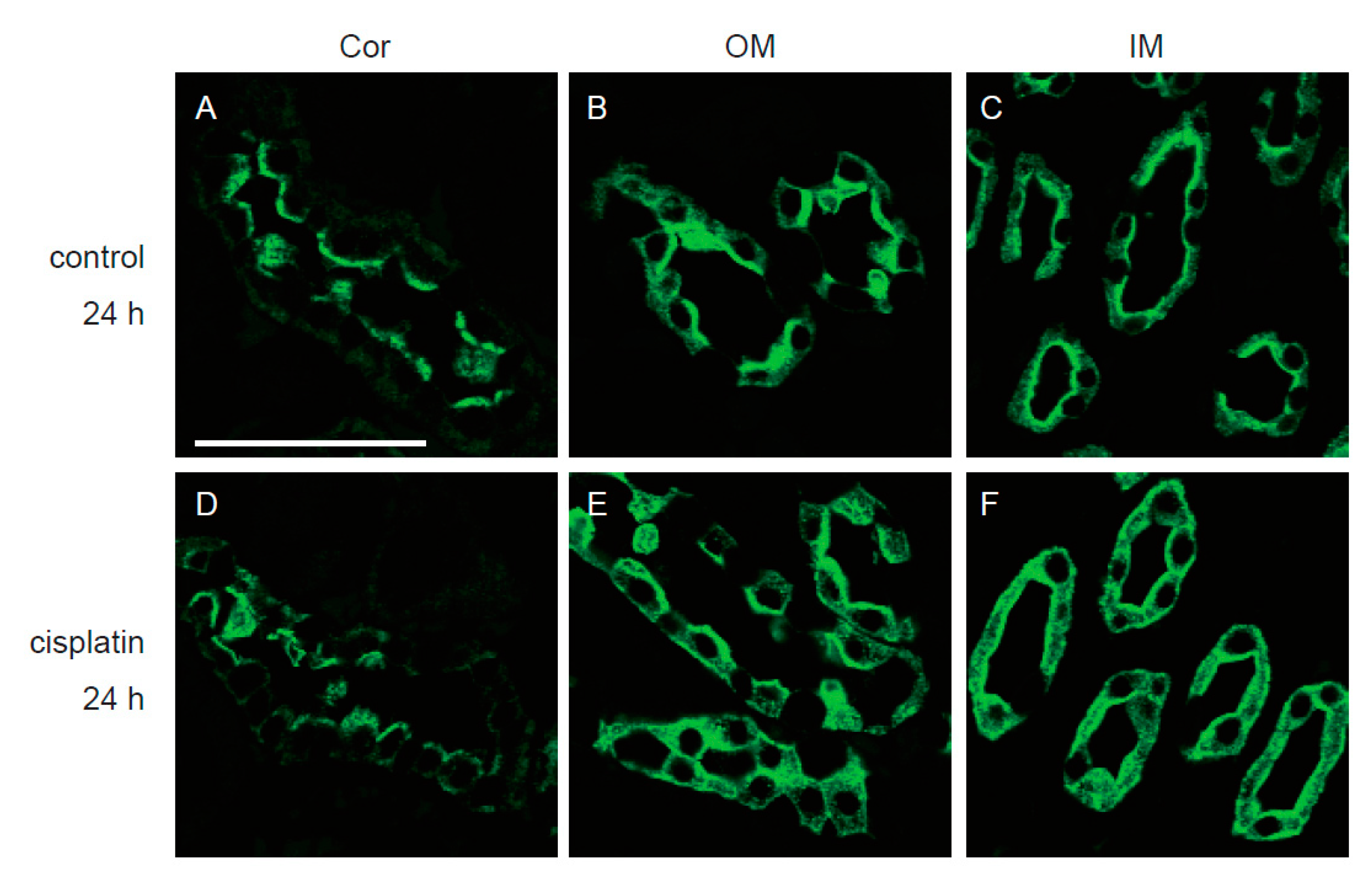 Cells 08 00139 g006 550