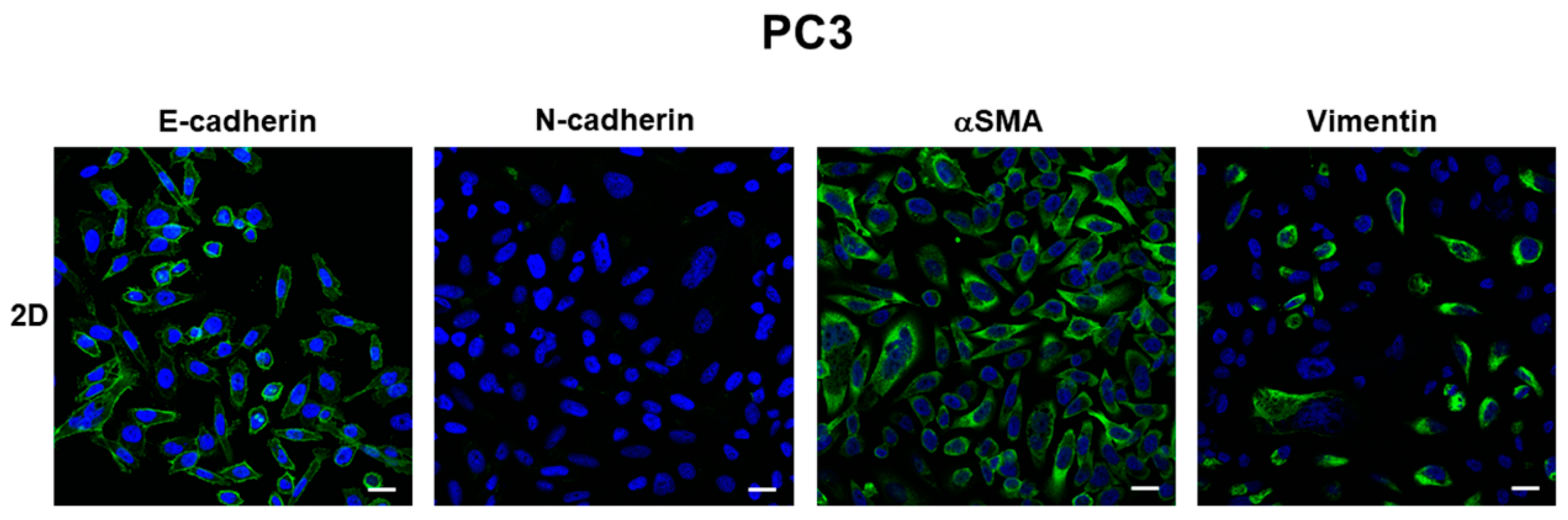 Cells 08 00143 g003