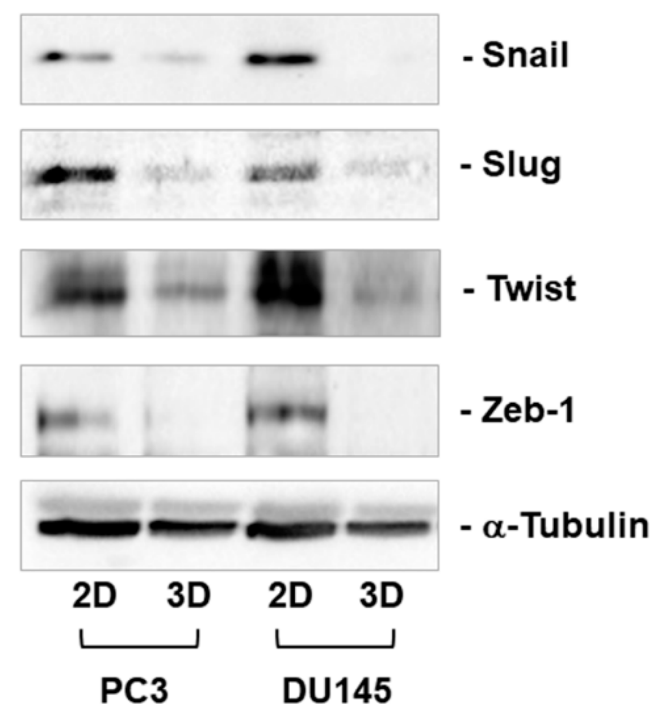 Cells 08 00143 g007