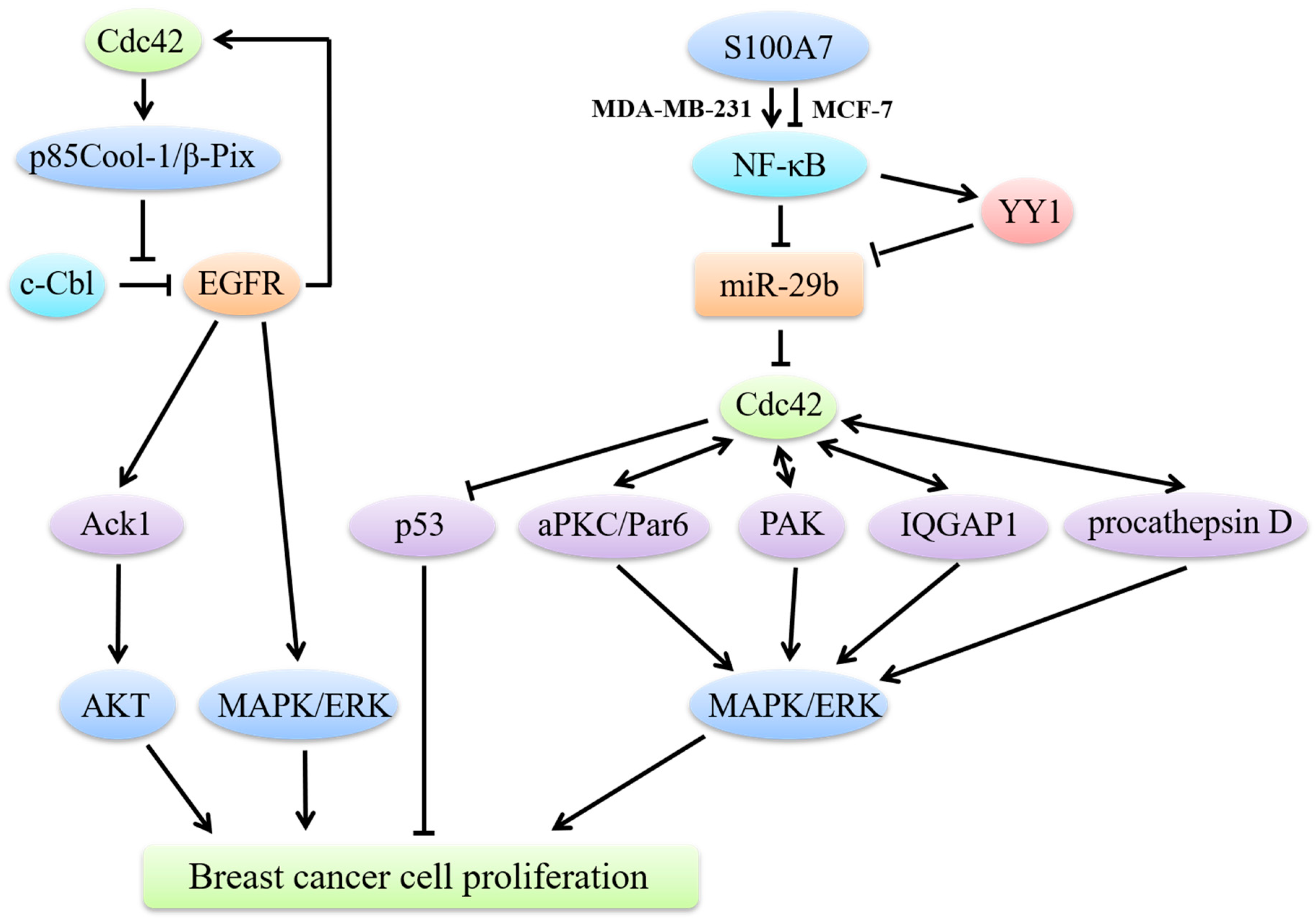 Cdc42 Signaling - Inhibition of Rac1 or Cdc42 signaling in adherent 