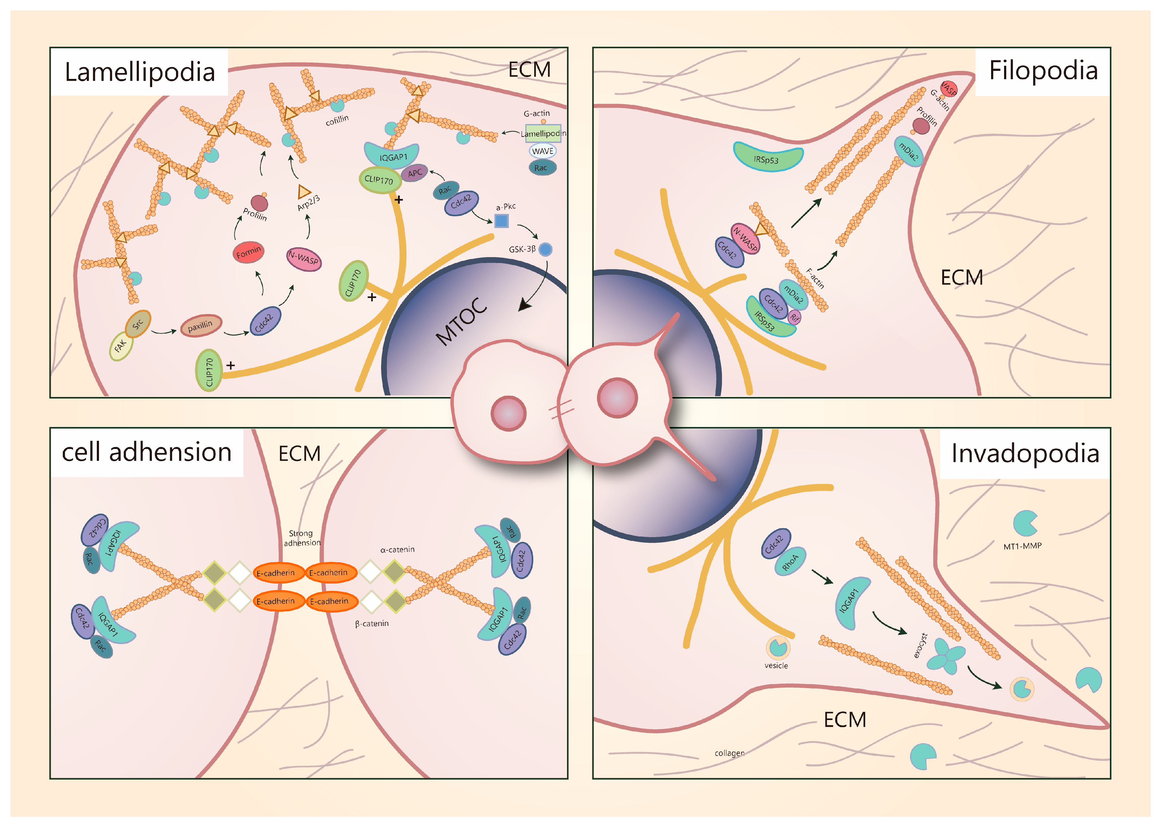 Cells 08 00146 g002 550